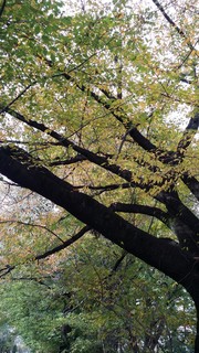 風の散歩道秋木々２