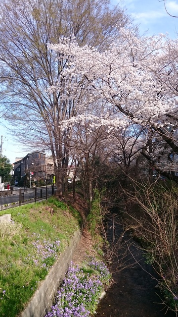 三鷹駅前上水桜