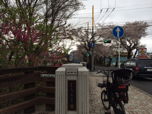 三鷹駅前の桜開花状況画像3
