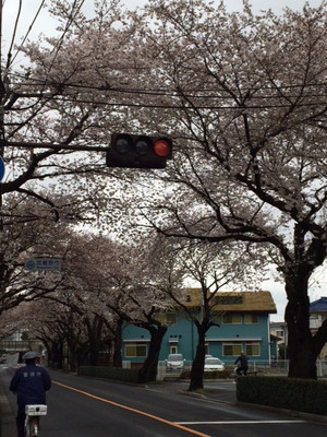 三鷹駅前の桜開花状況画像4