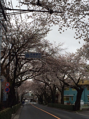 三鷹駅前の桜開花状況画像5
