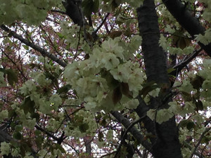 桜『鬱金』画像1