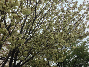 桜『鬱金』画像3