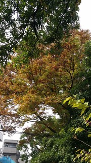 風の散歩道秋の木々