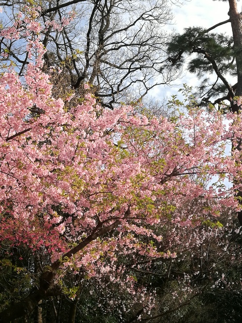 井の頭西園桜１