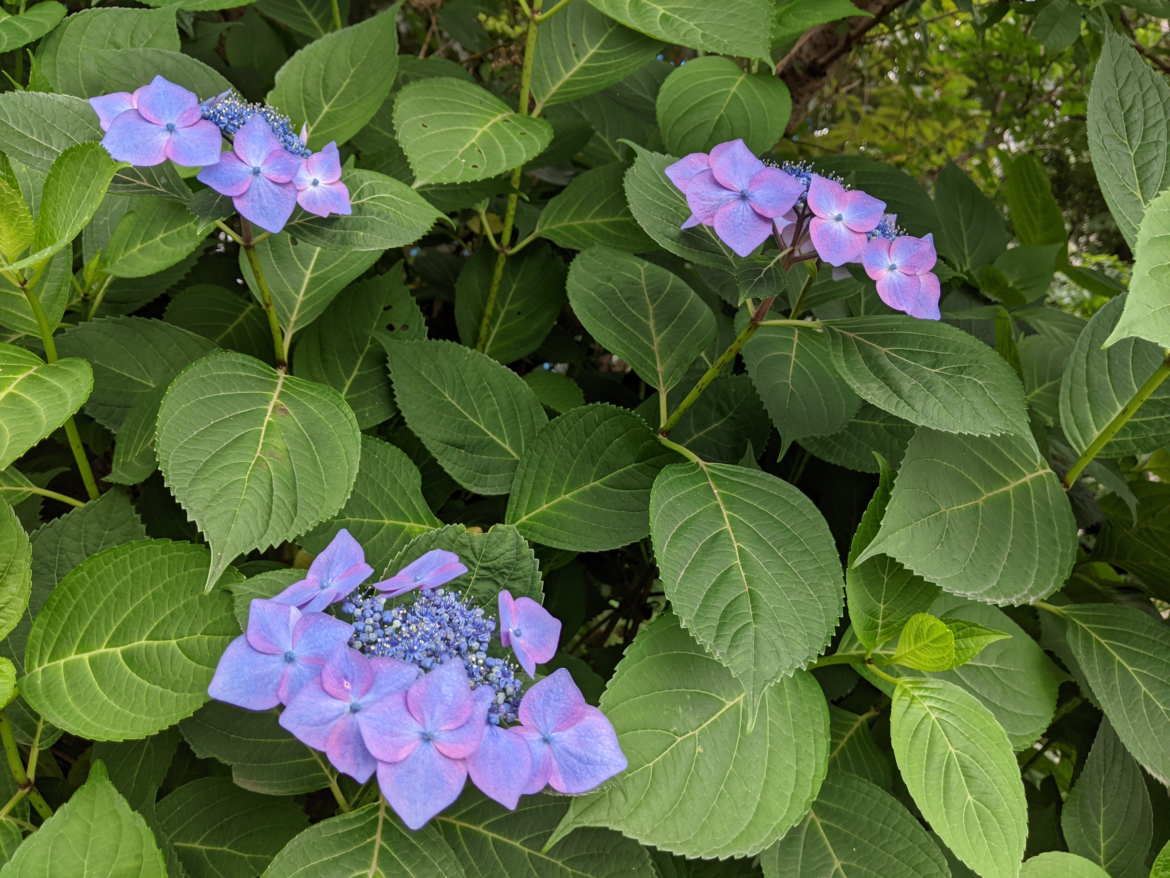 グラデーションの綺麗な紫陽花