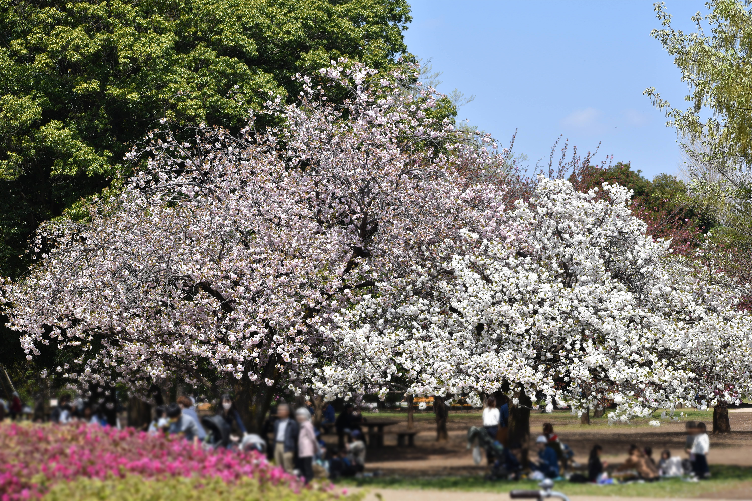 文化交流広場の桜