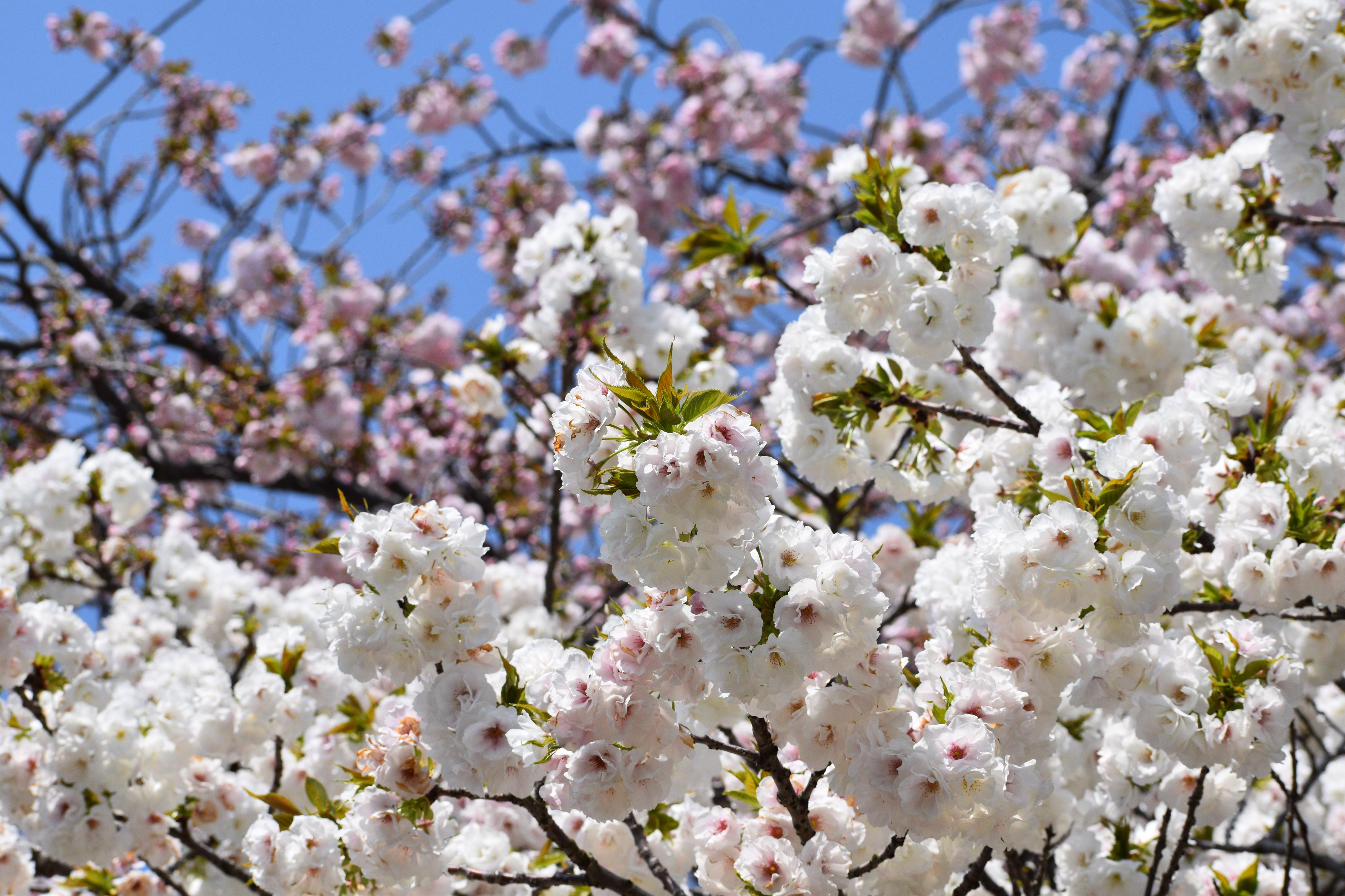 文化交流広場の桜