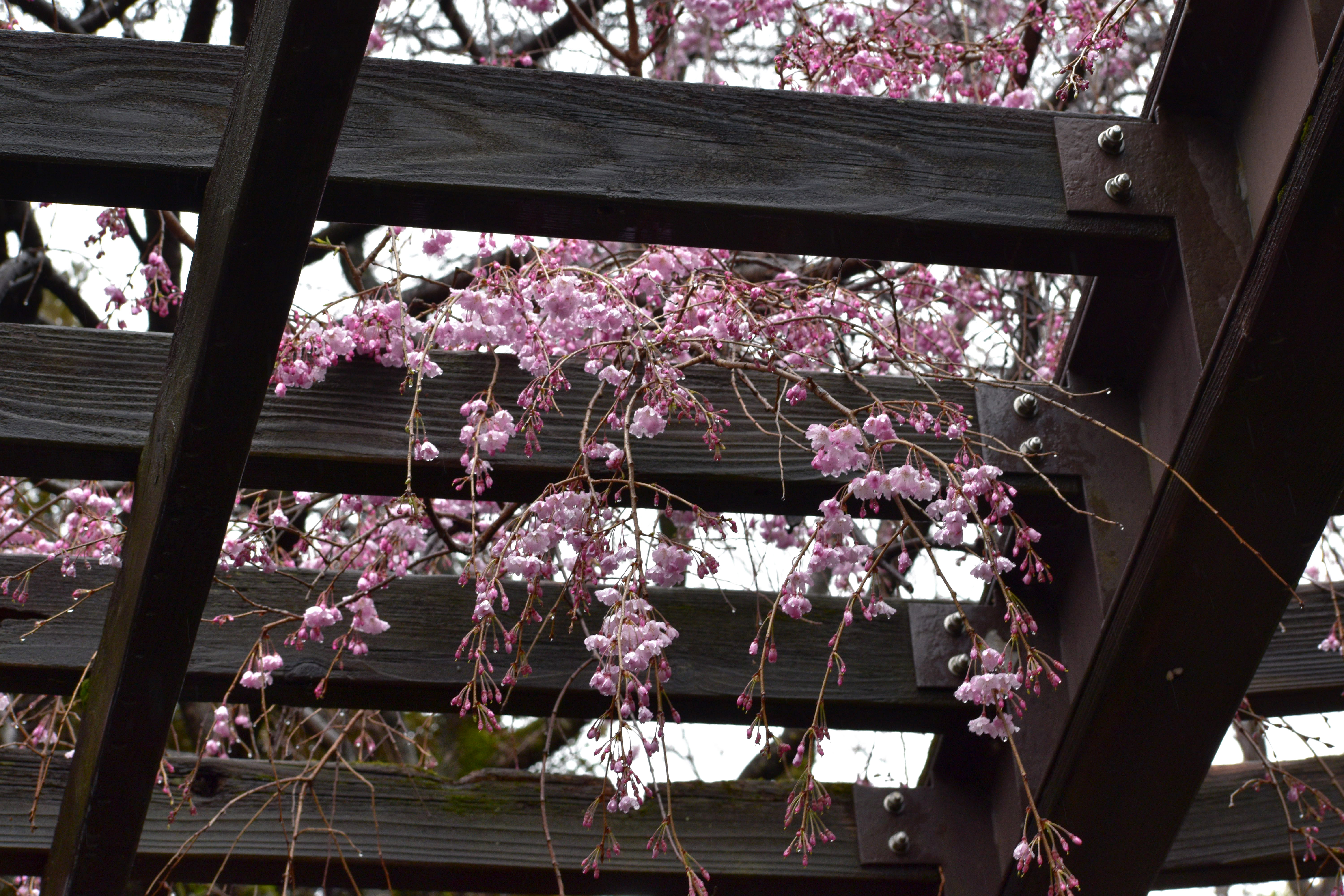 井の頭公園西園の桜