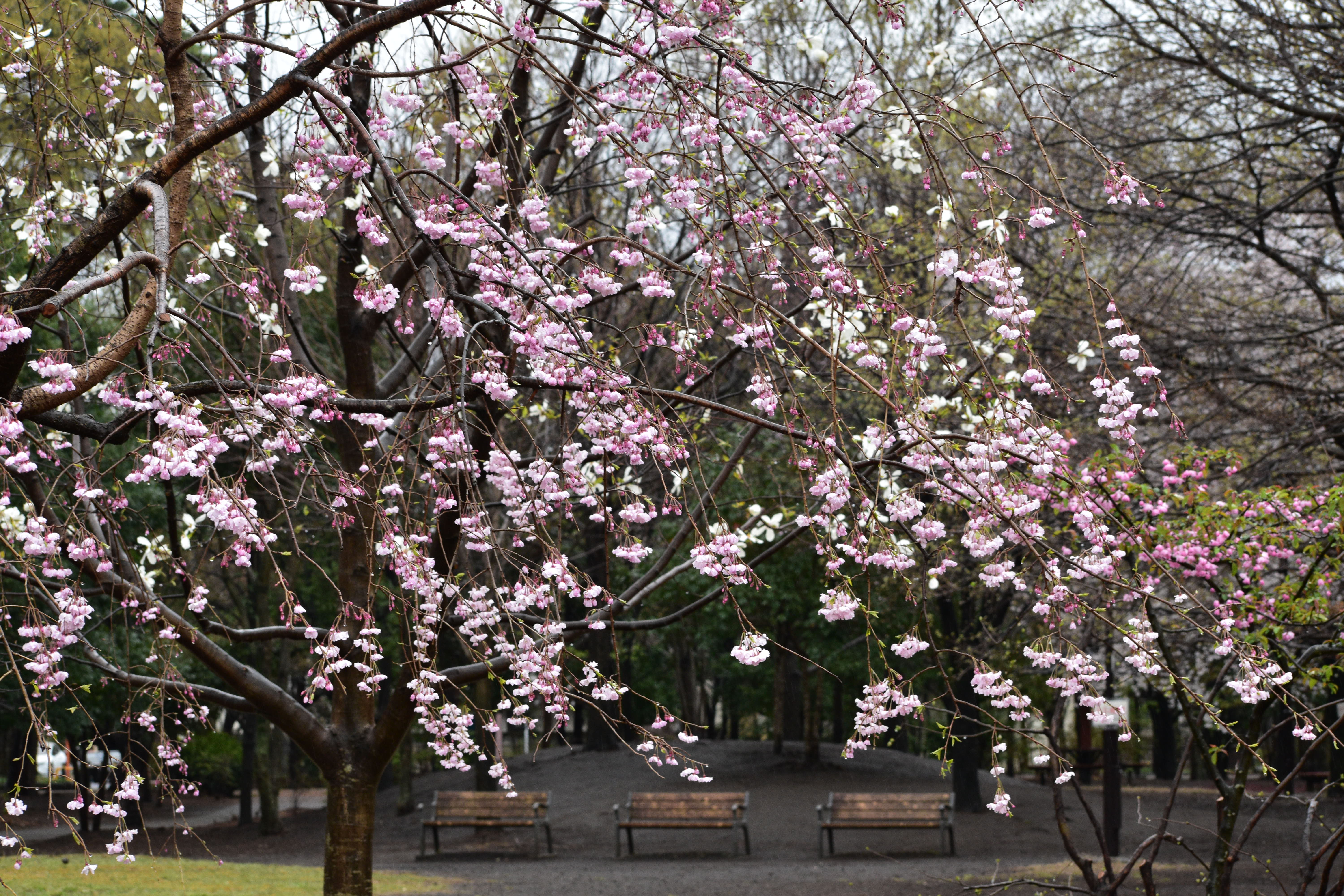 遊びの広場の桜