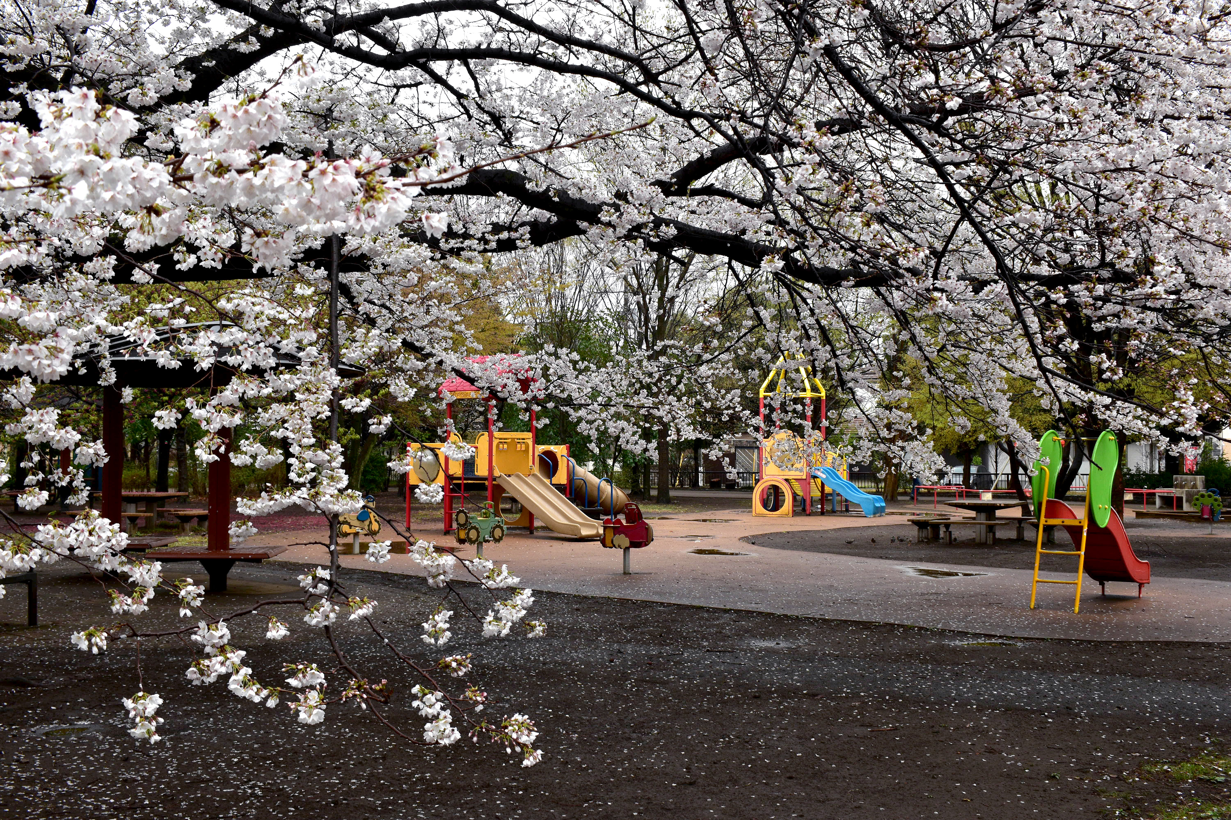 遊びの広場の桜