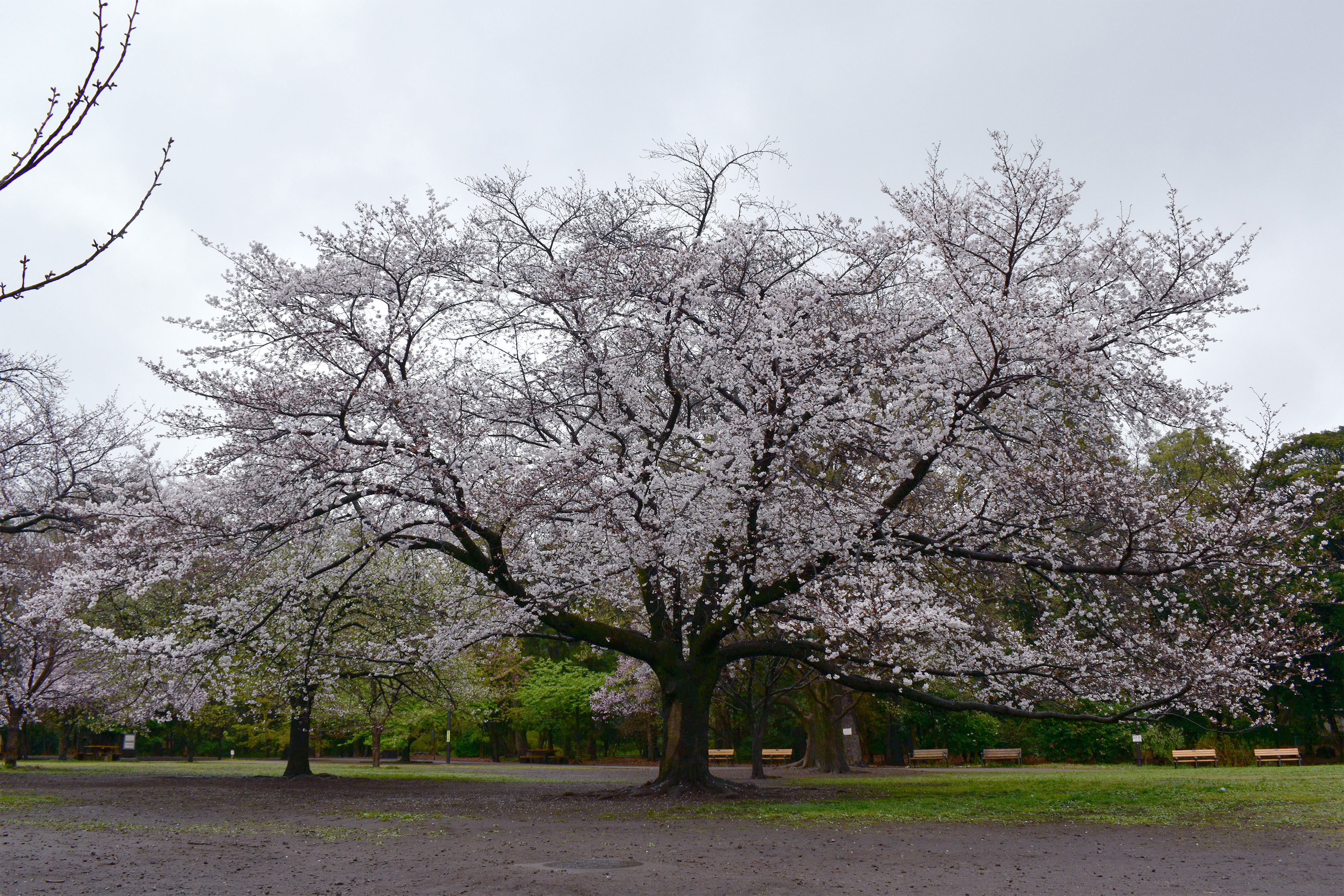 井の頭公園西園の桜