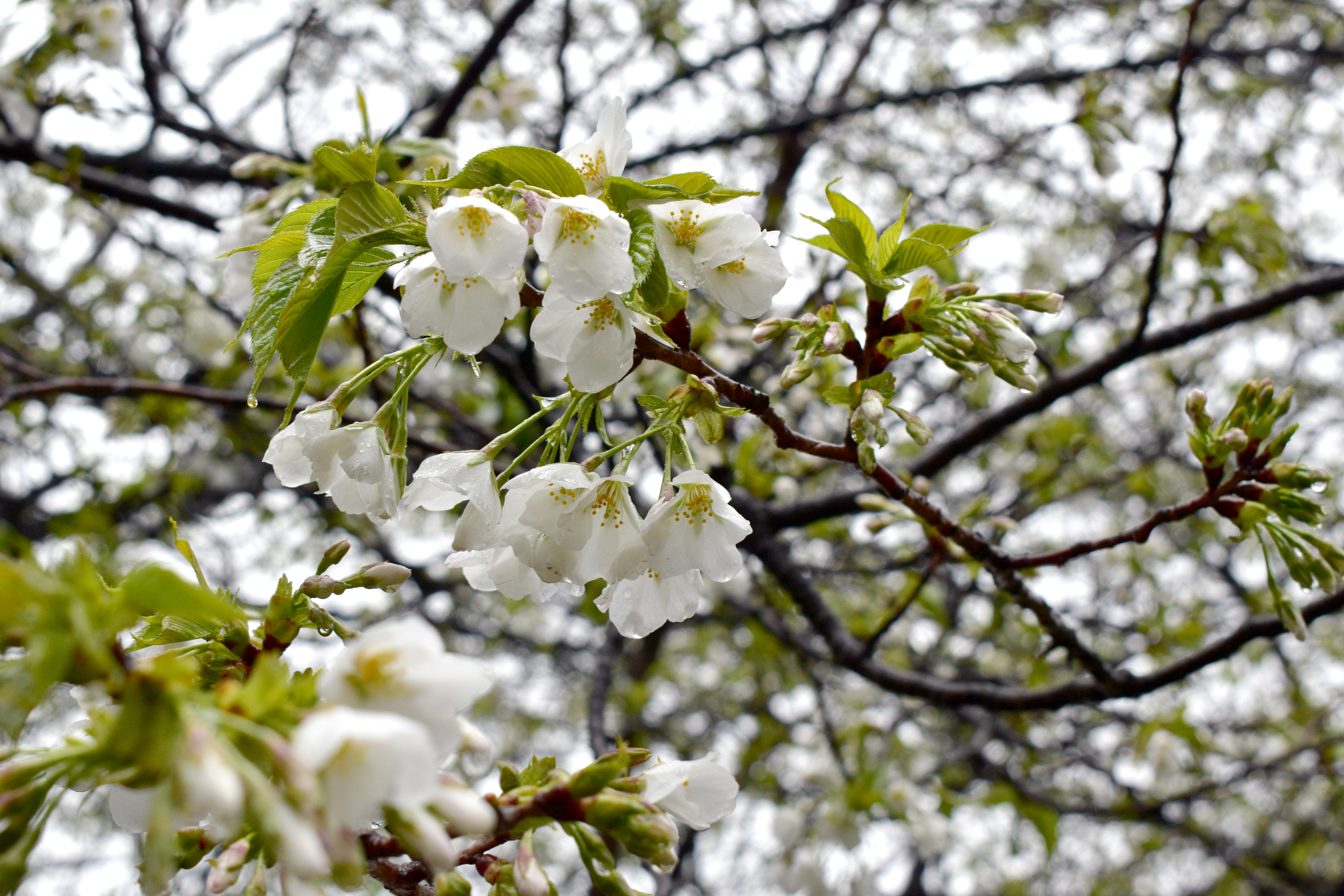 井の頭公園西園の桜