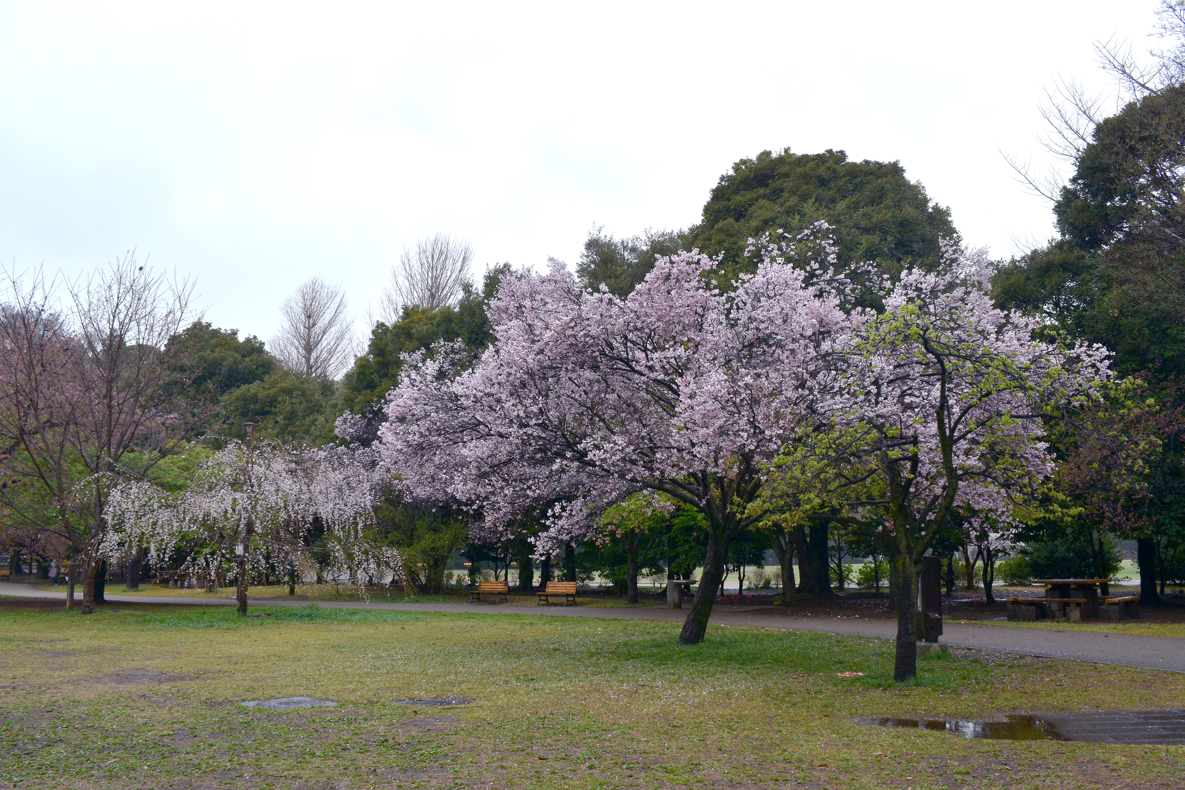 井の頭公園西園の桜