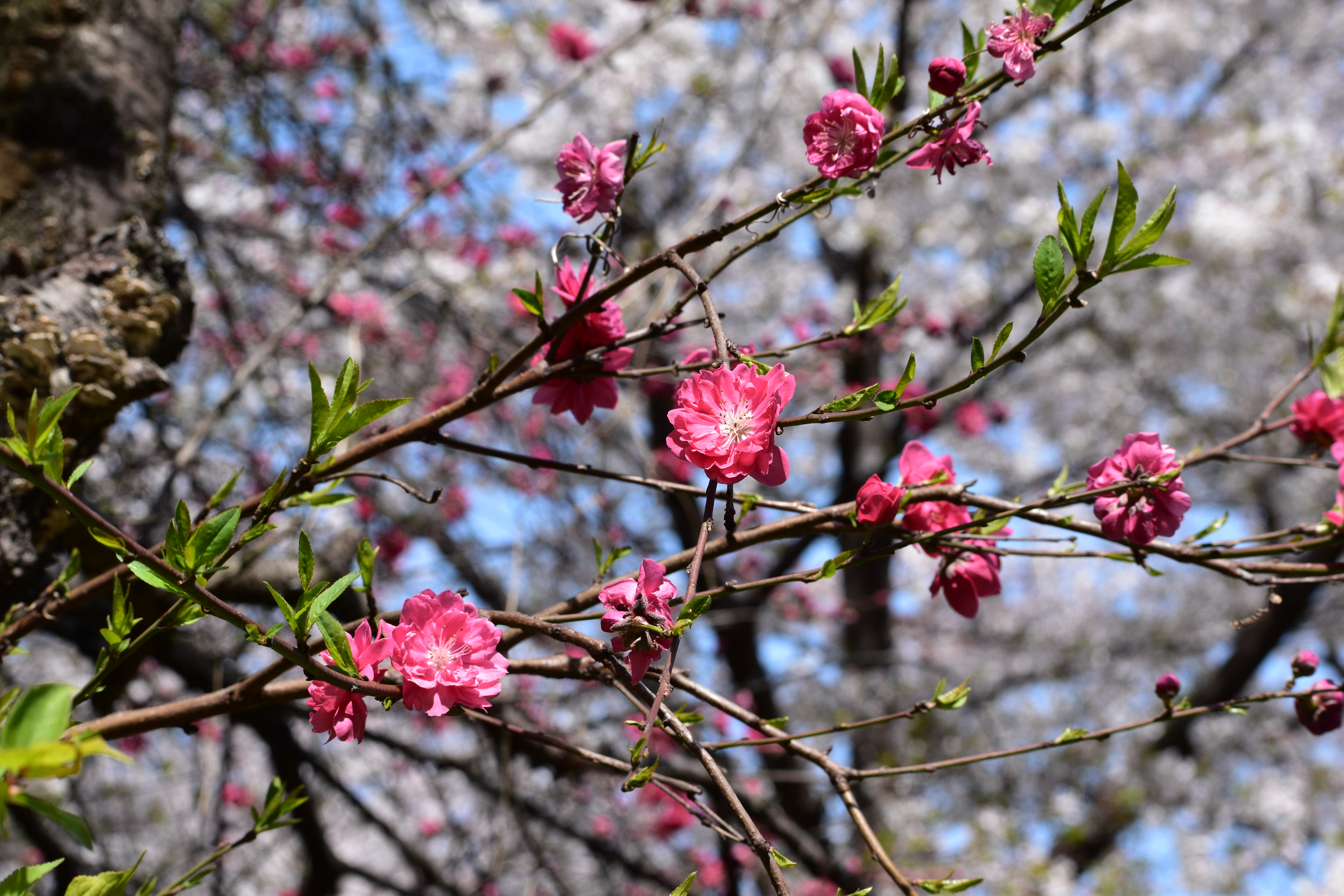 風の散歩道の桜