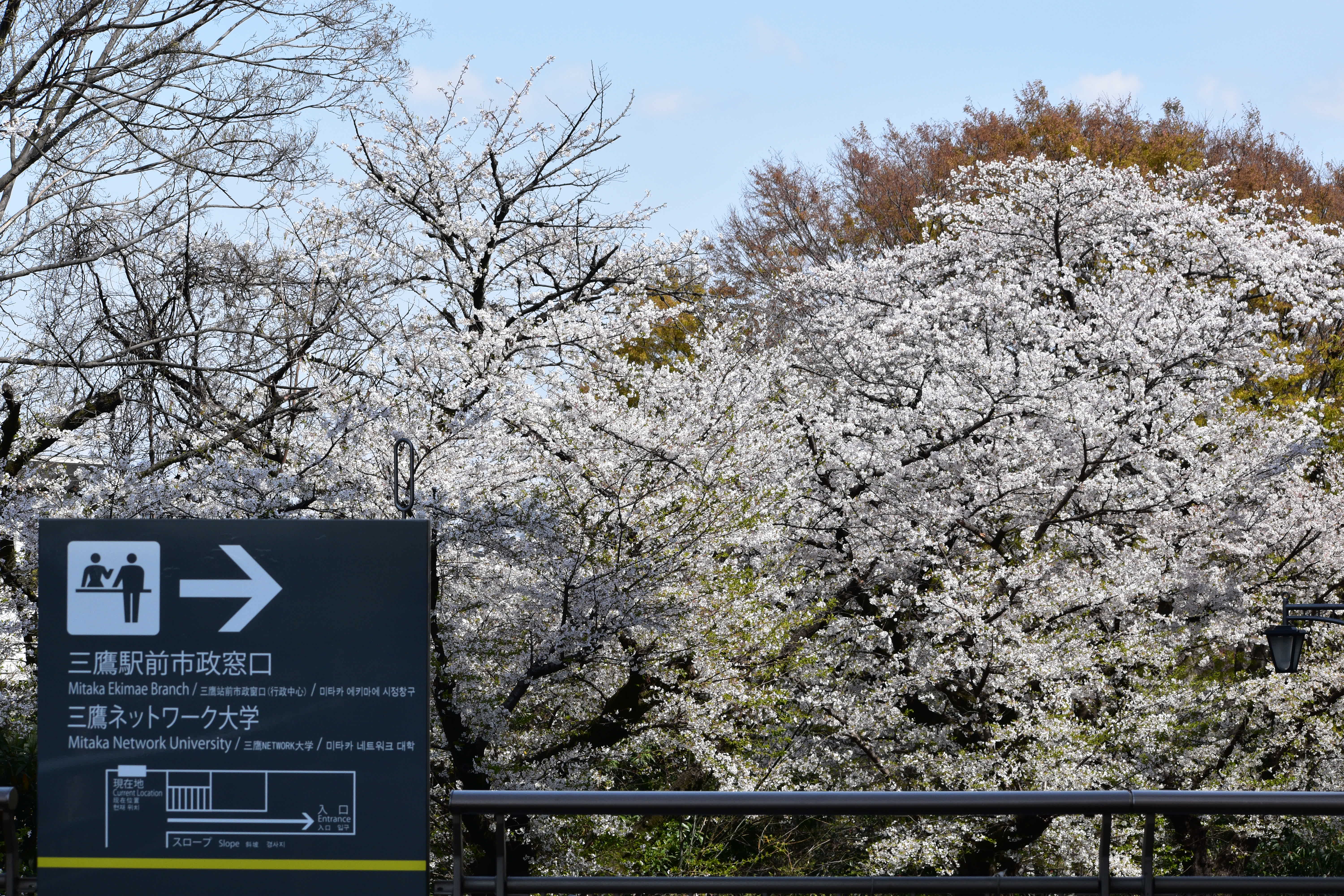 風の散歩道のソメイヨシノ