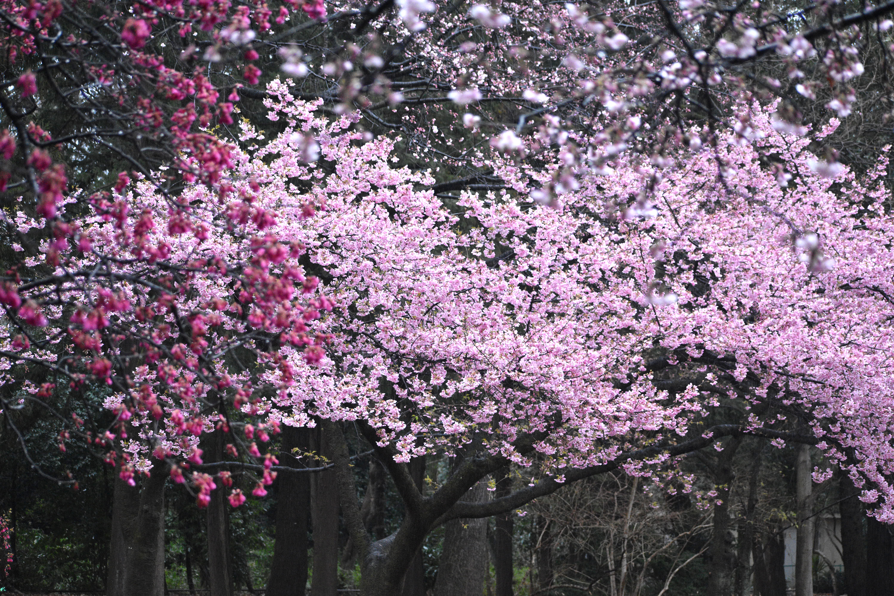 井の頭公園西園の桜