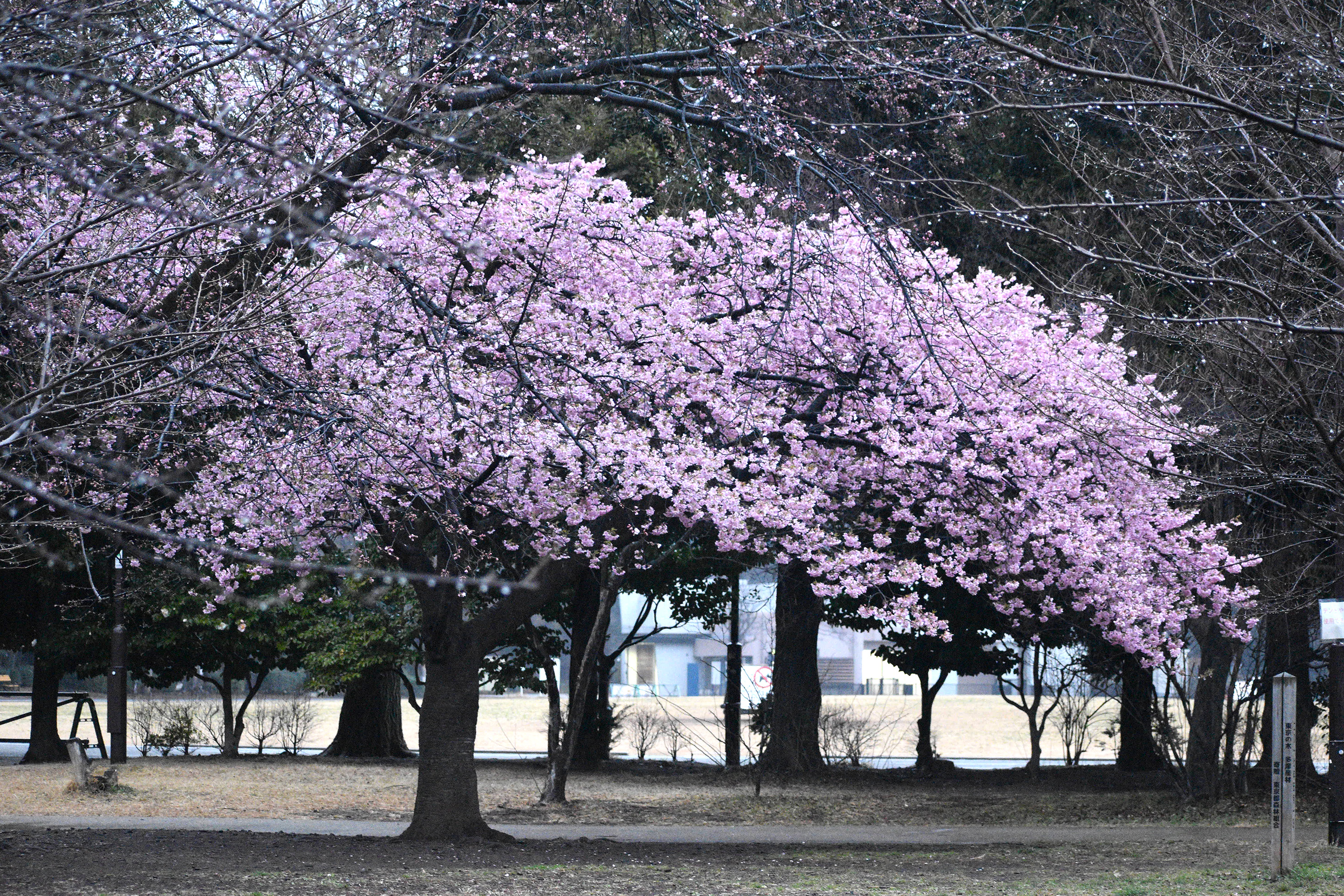 井の頭公園西園の桜