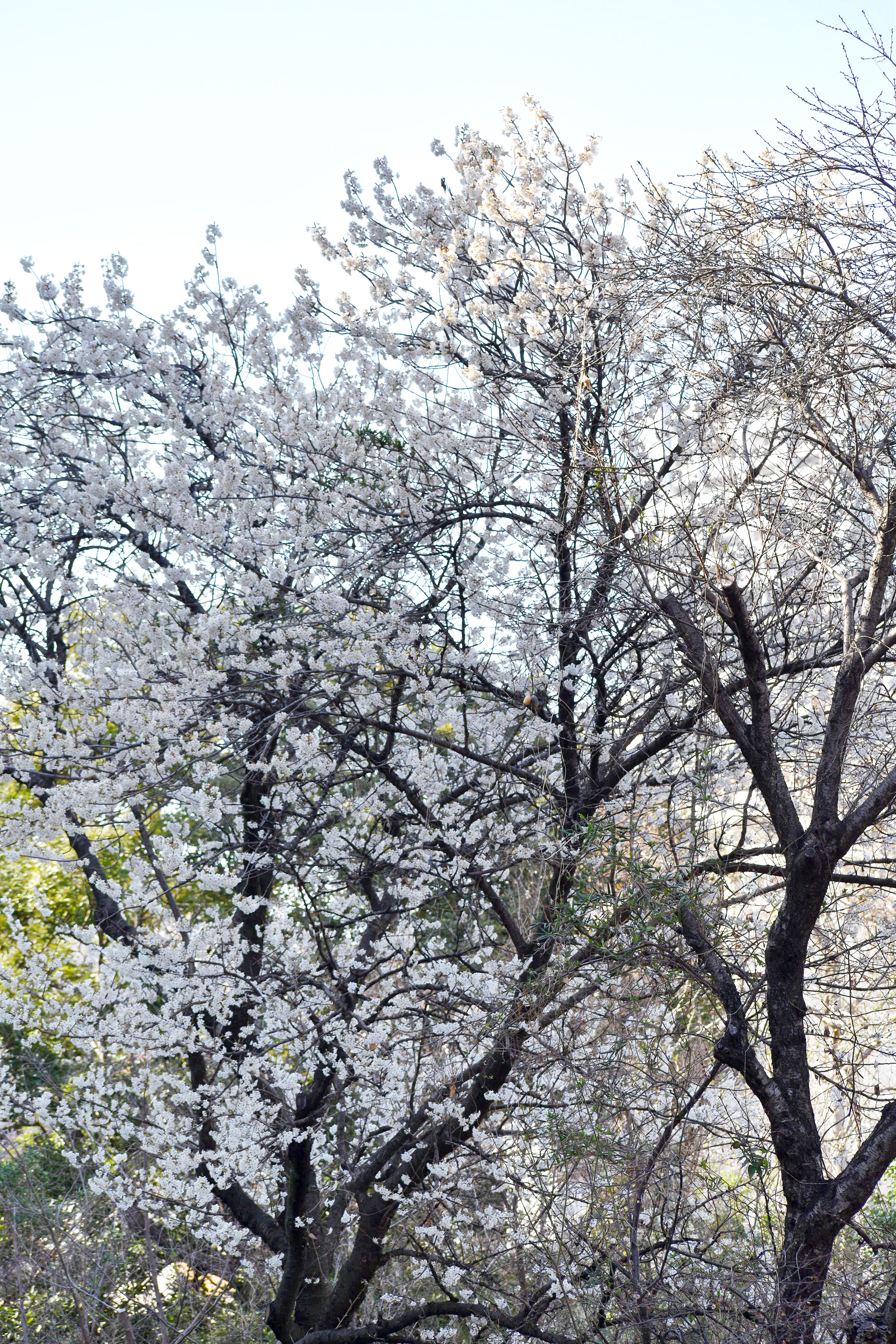 風の散歩道の桜