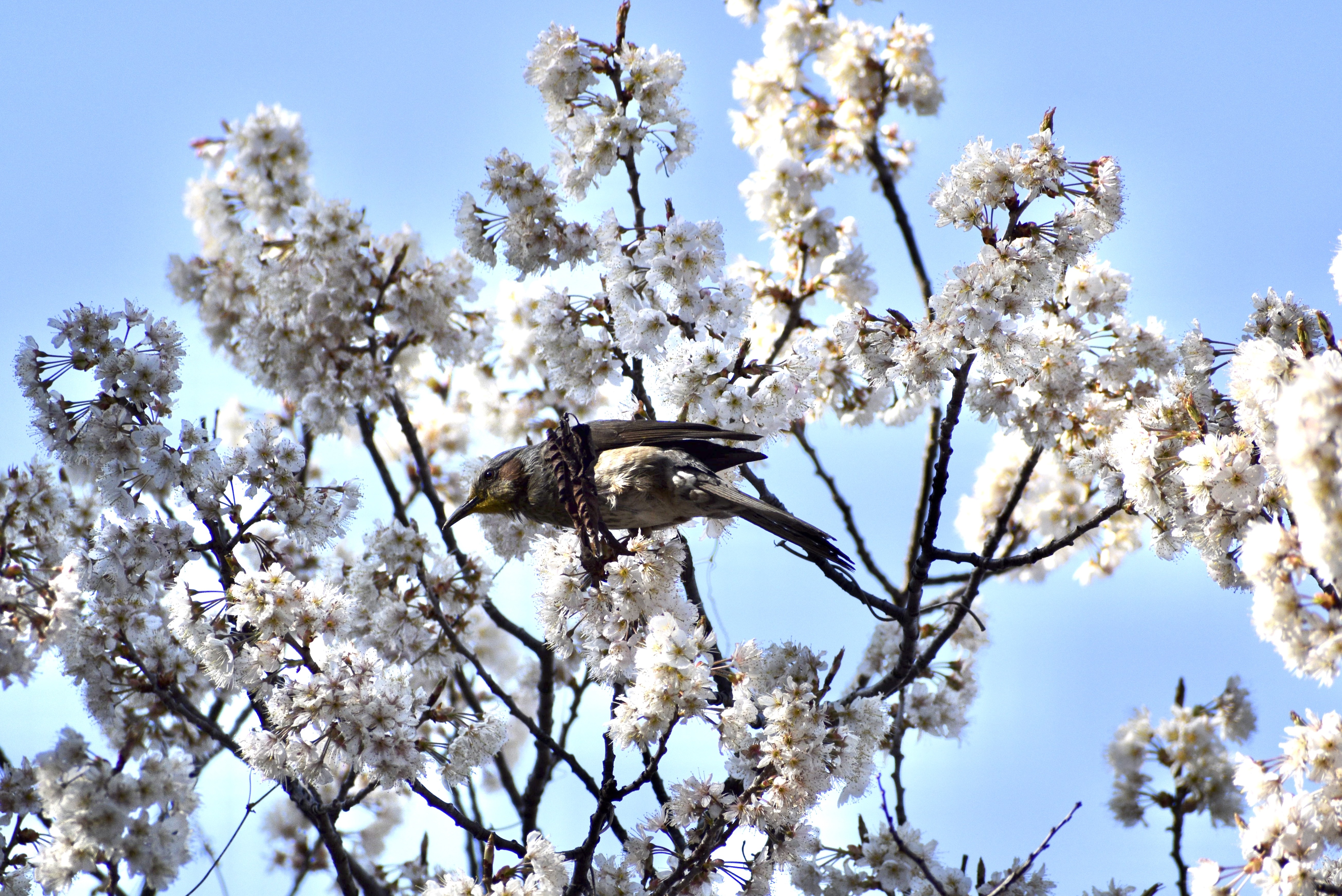 風の散歩道の桜