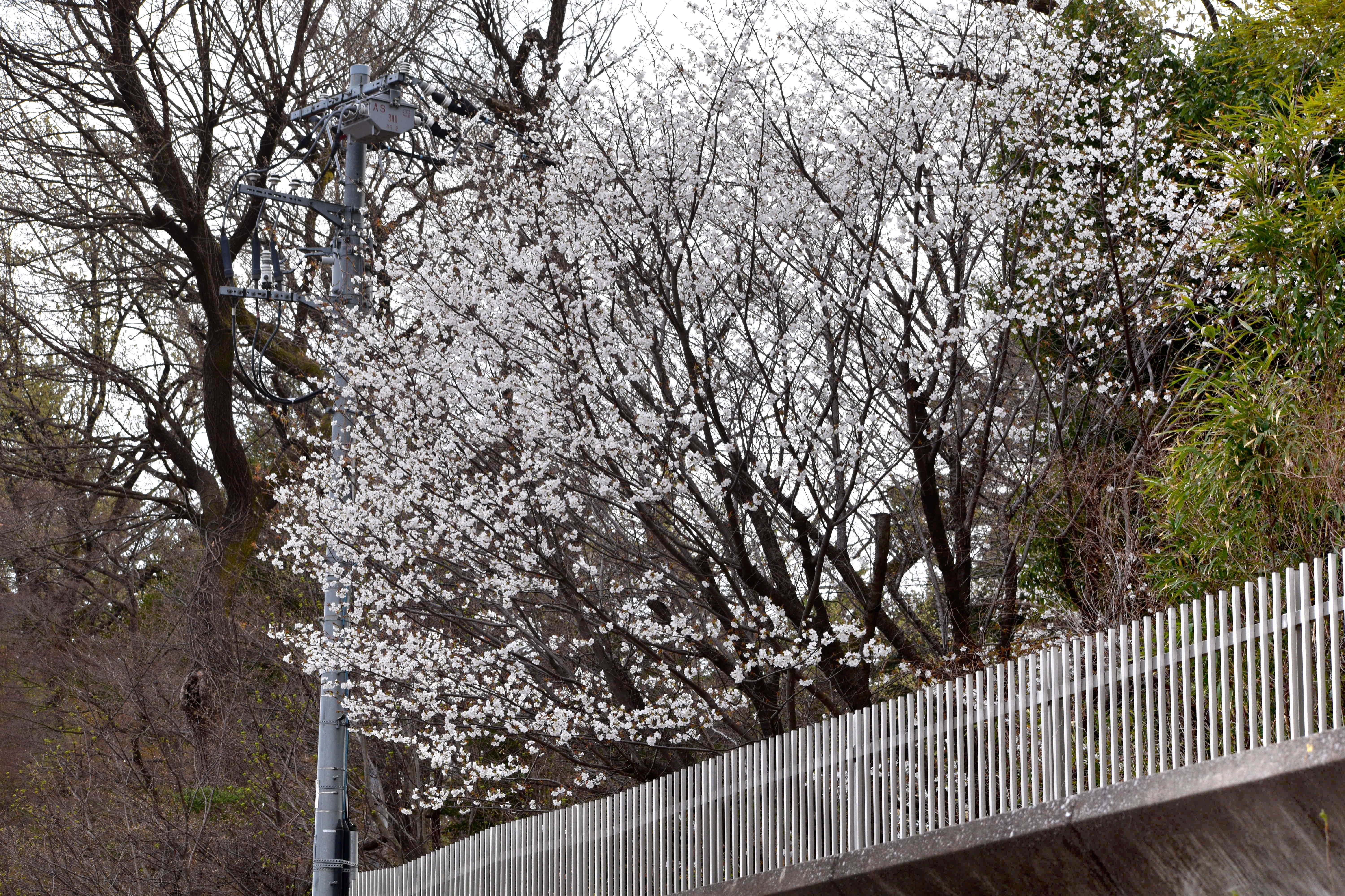 国立天文台の桜