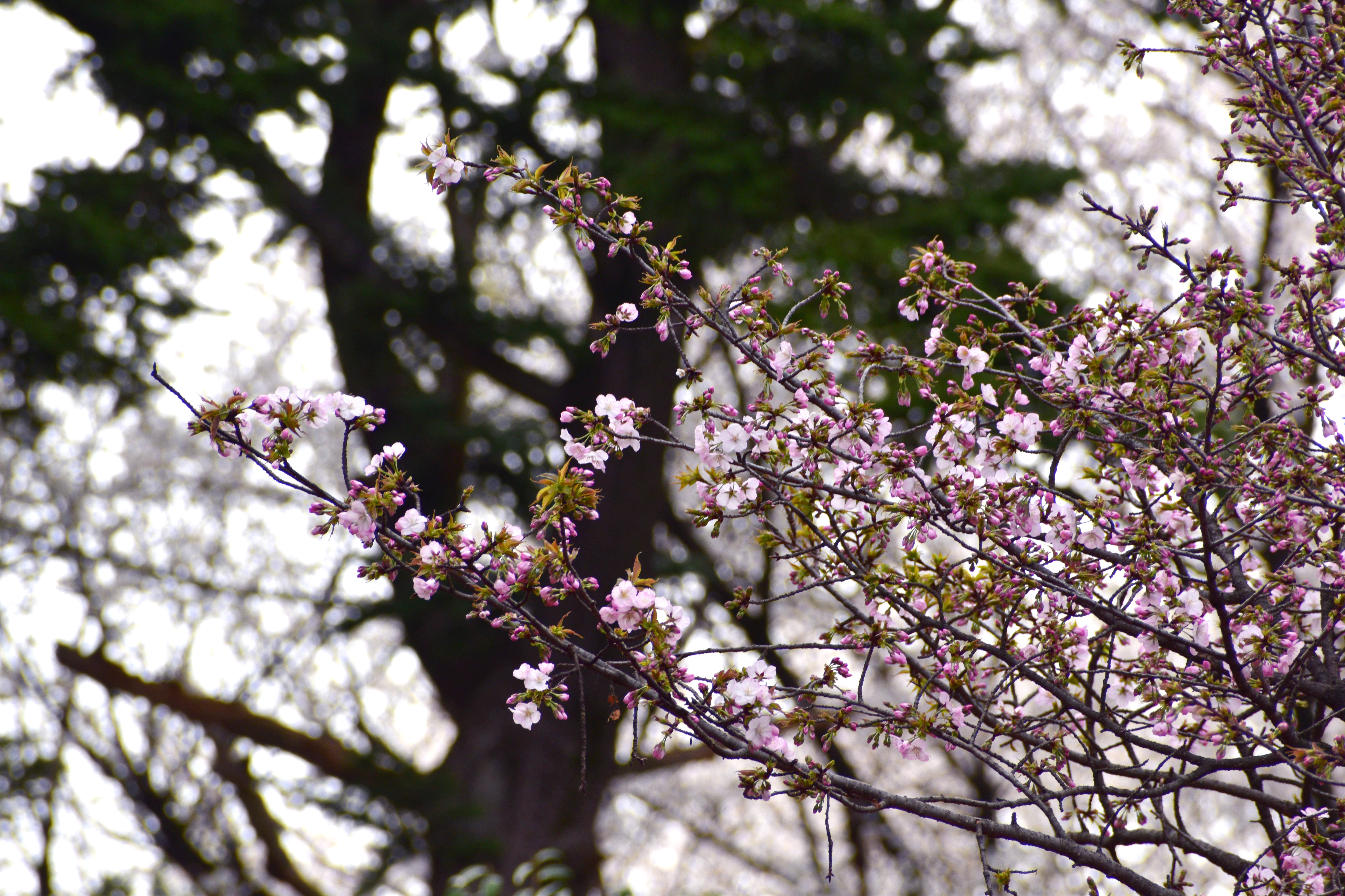 国立天文台の桜