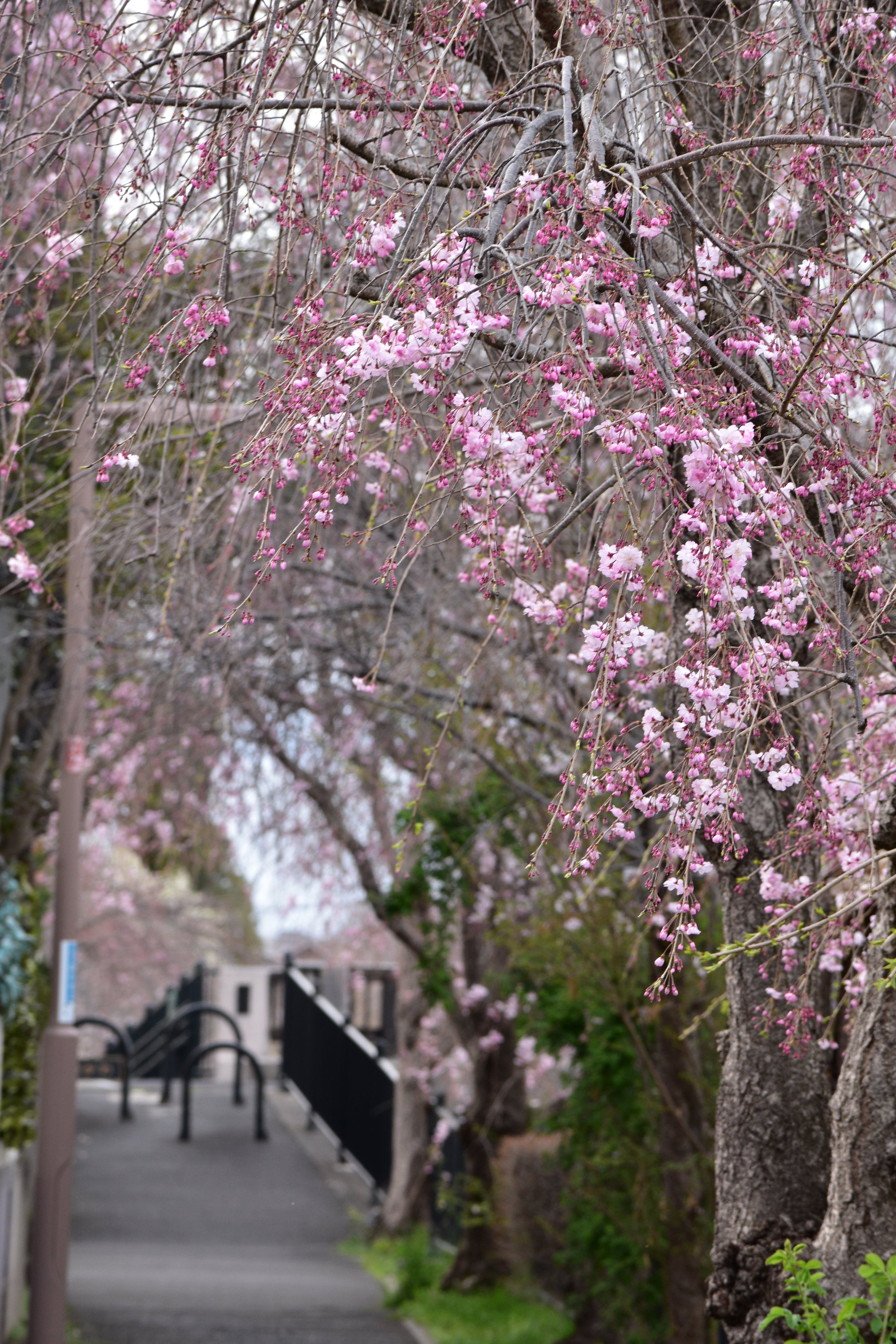 野川の桜