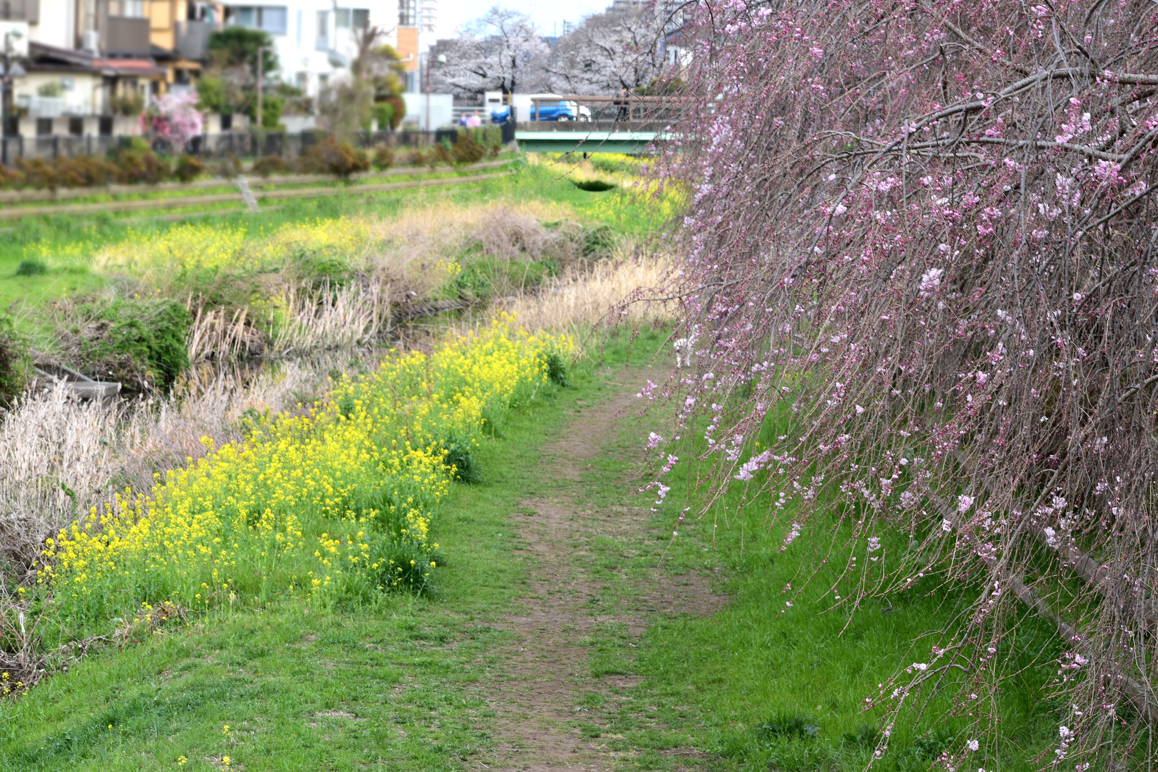 野川