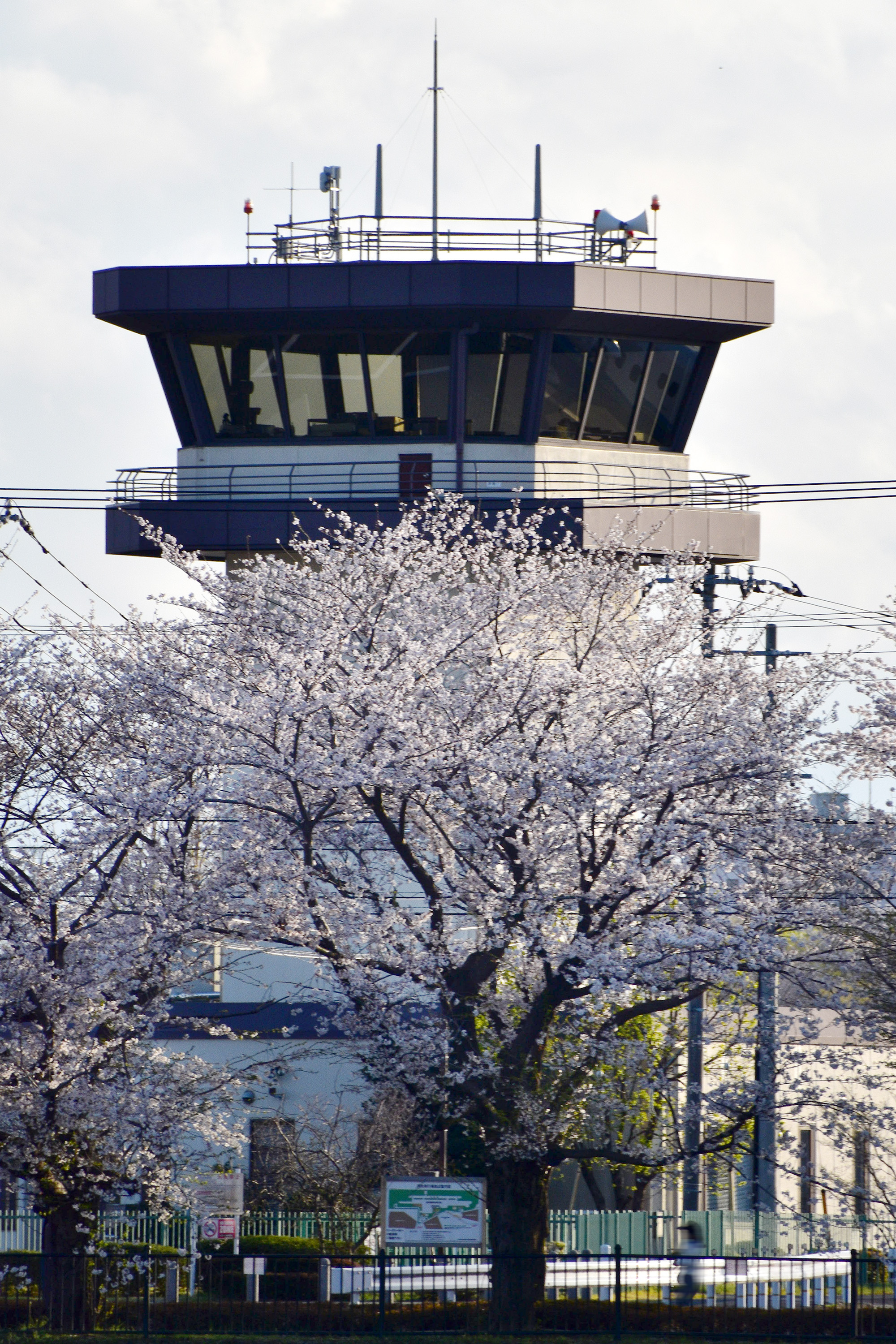 調布飛行場前の桜