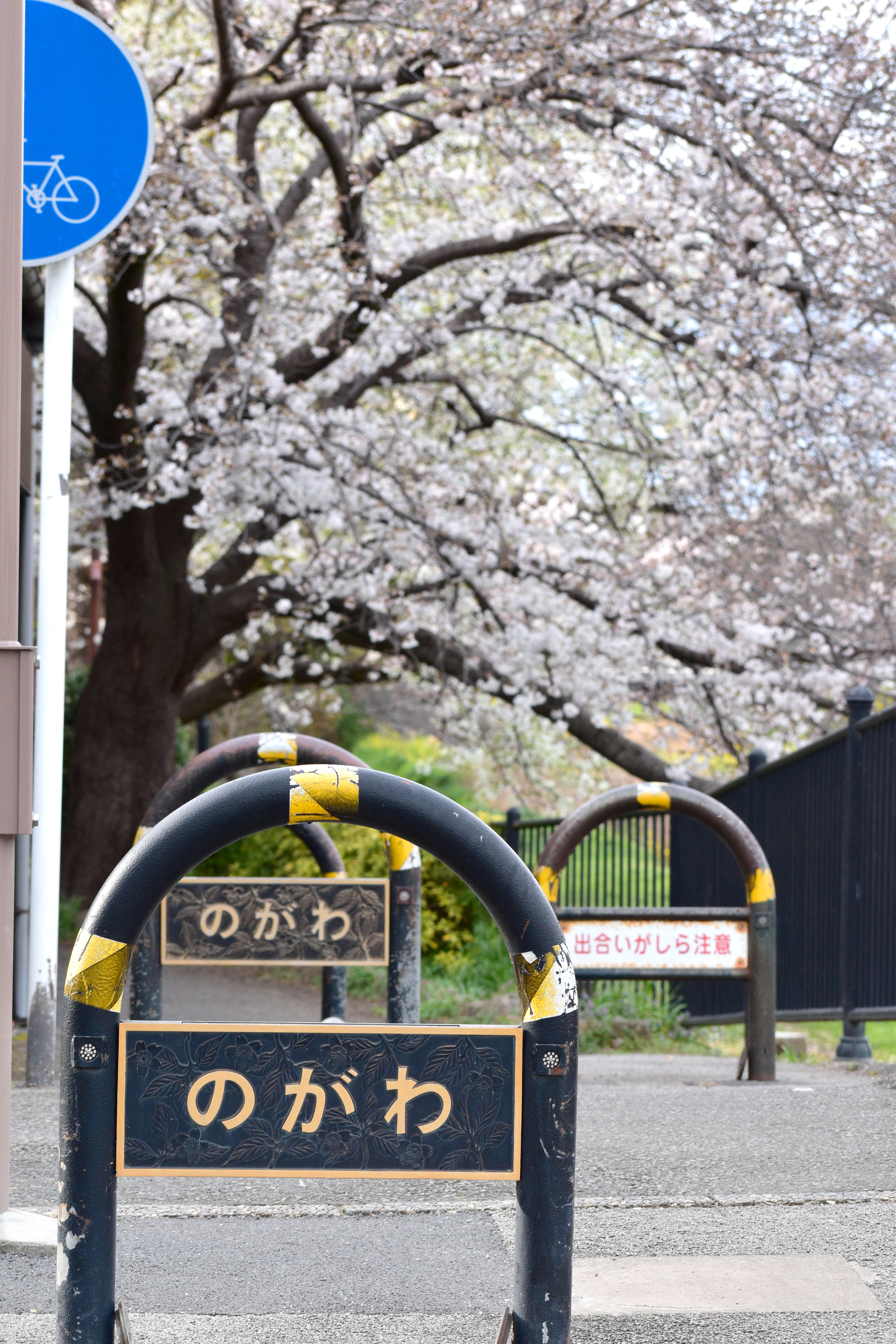 野川の桜