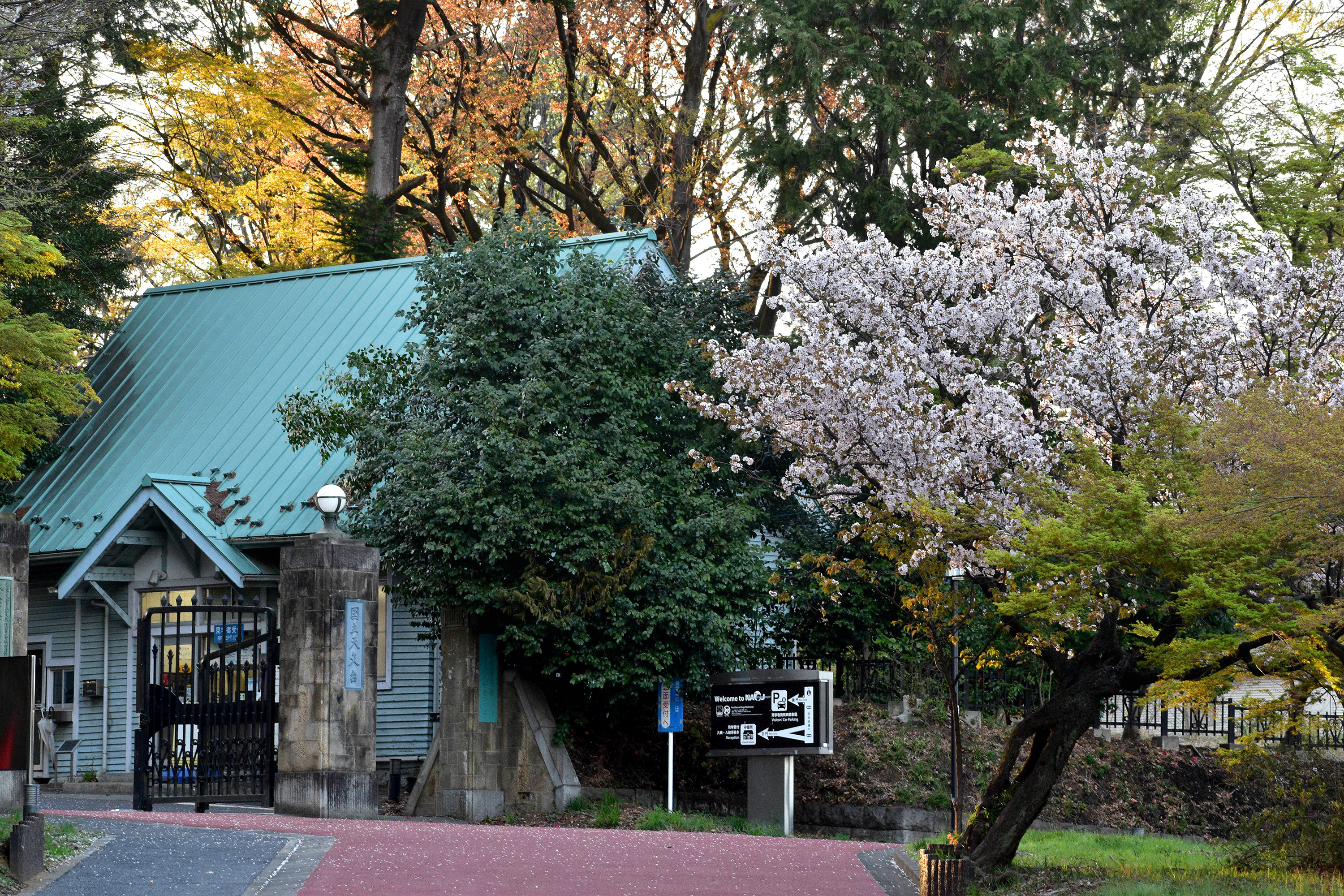 国立天文台の桜