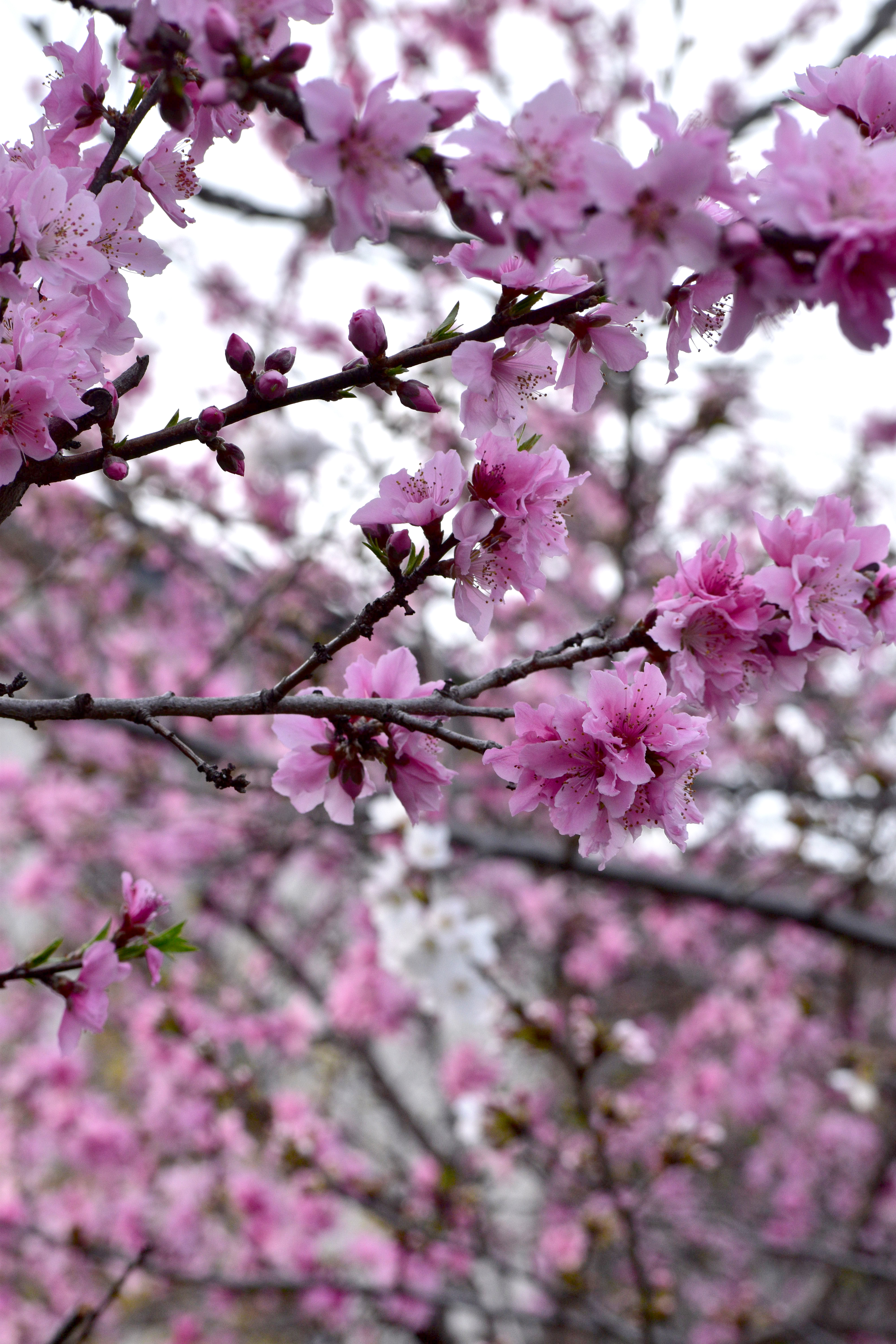 野川の花
