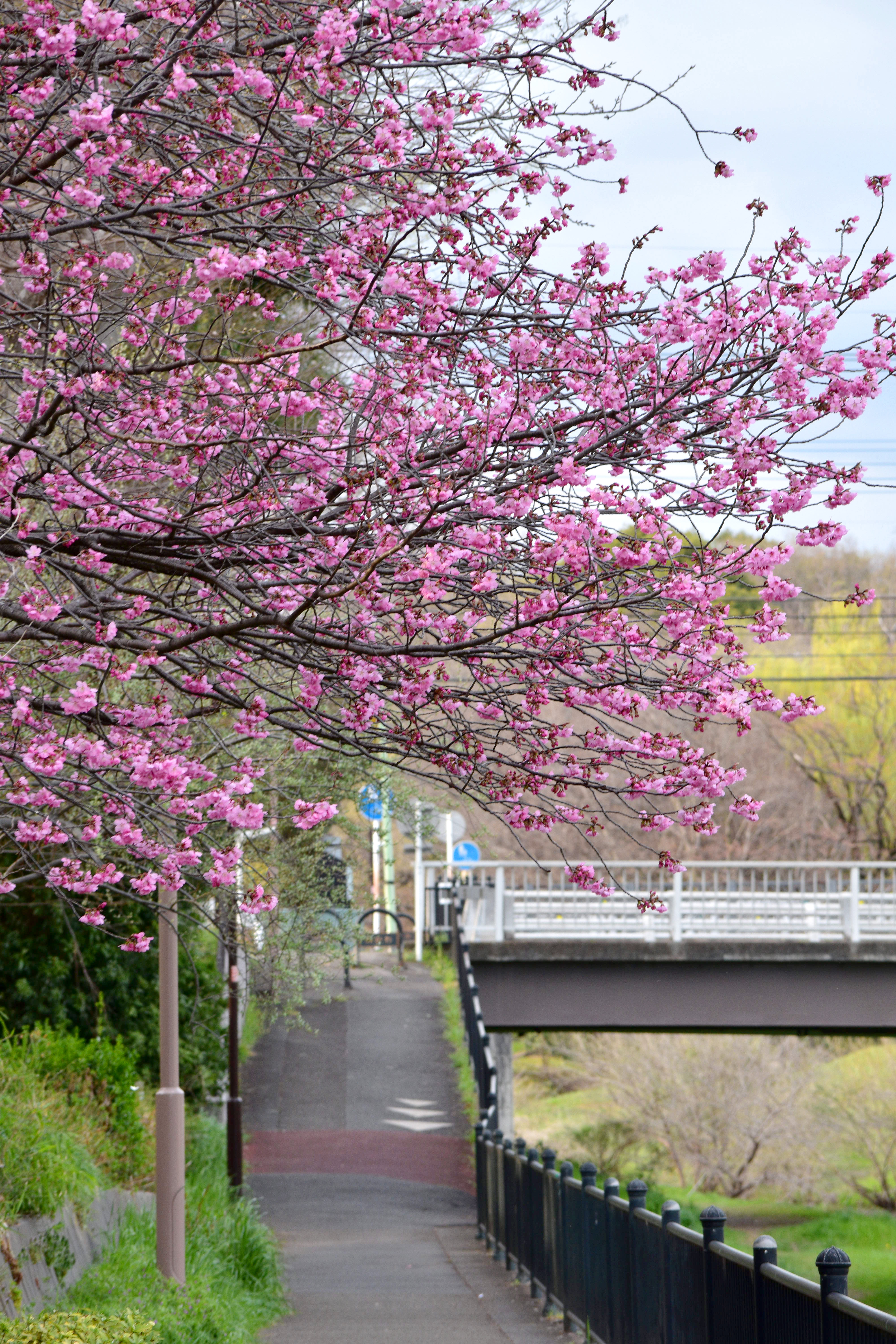 野川の桜