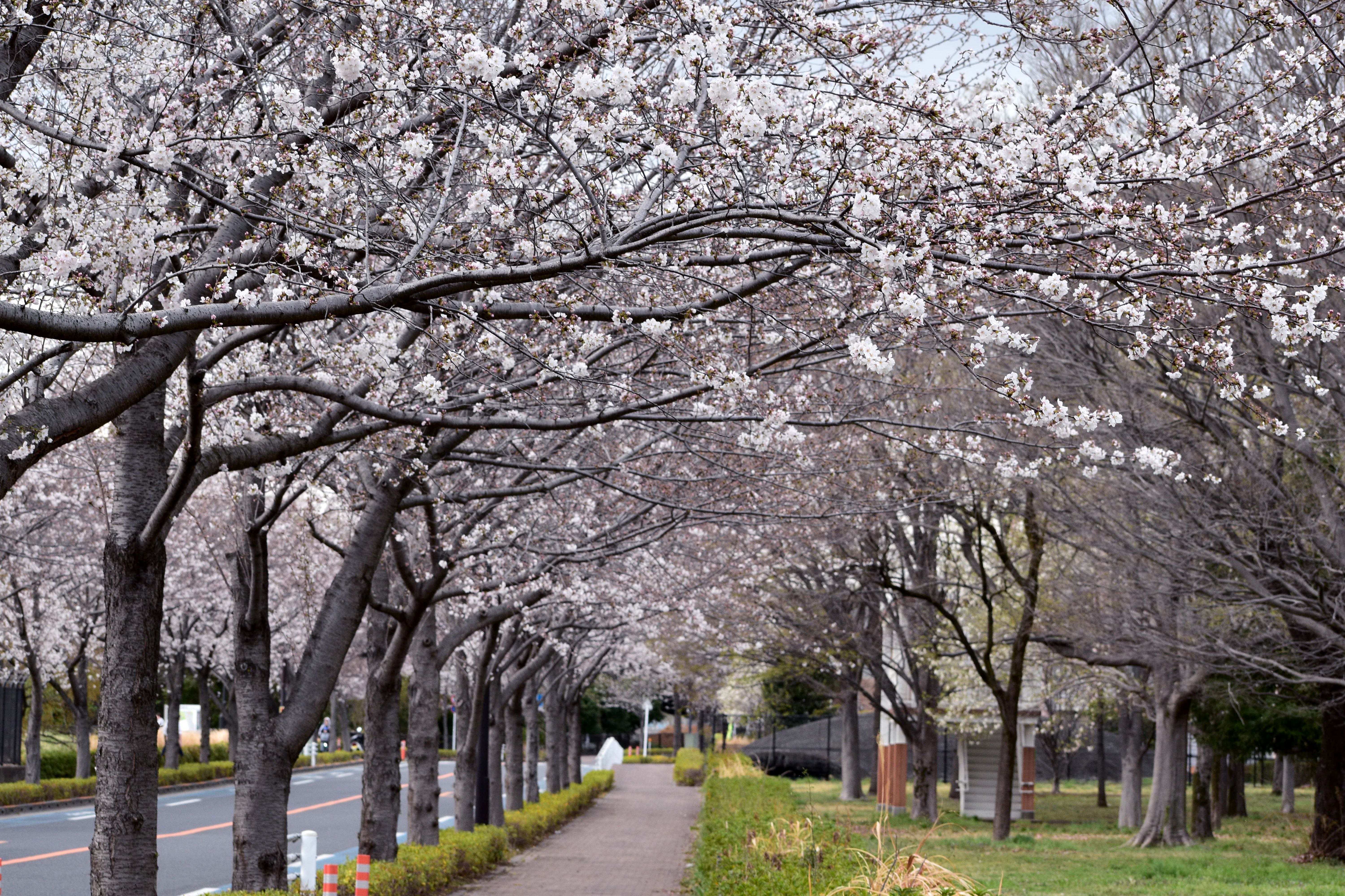 大沢グラウンド通りの桜