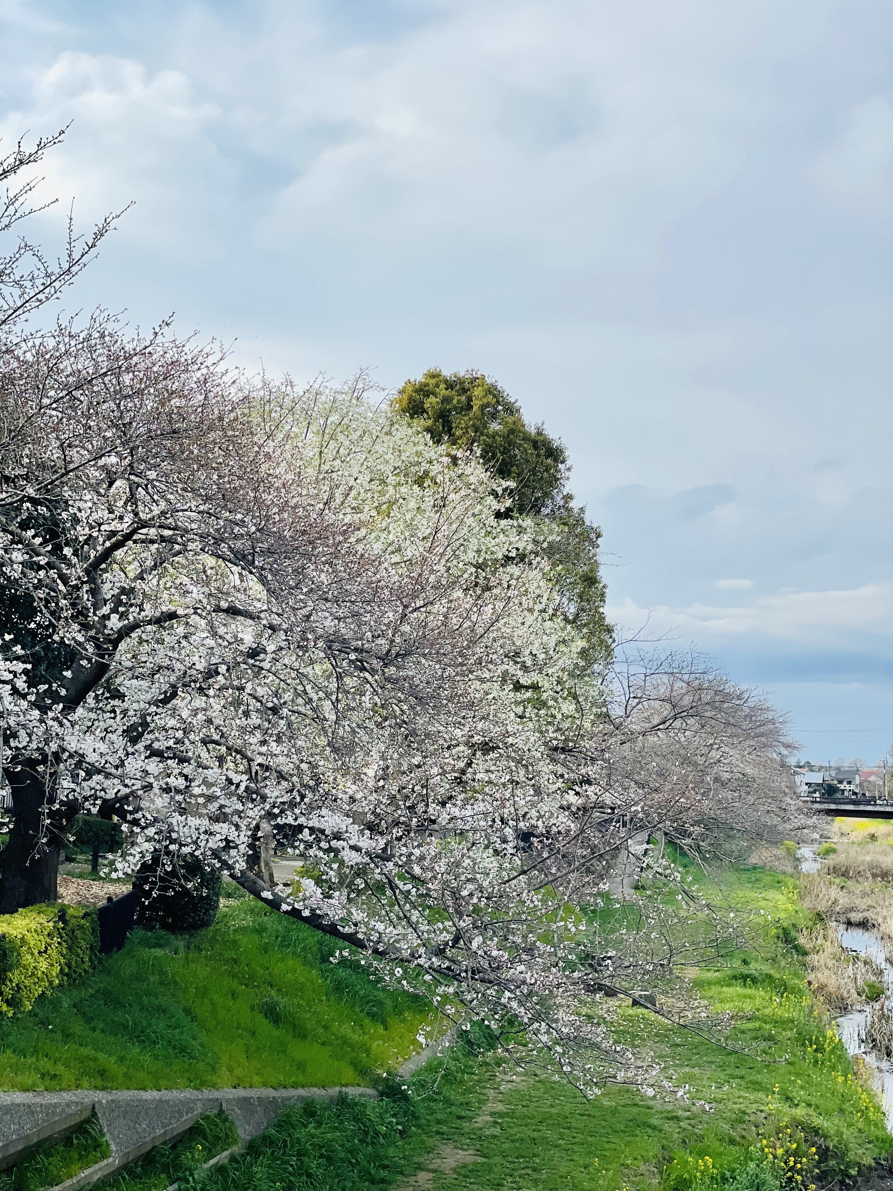 野川の桜
