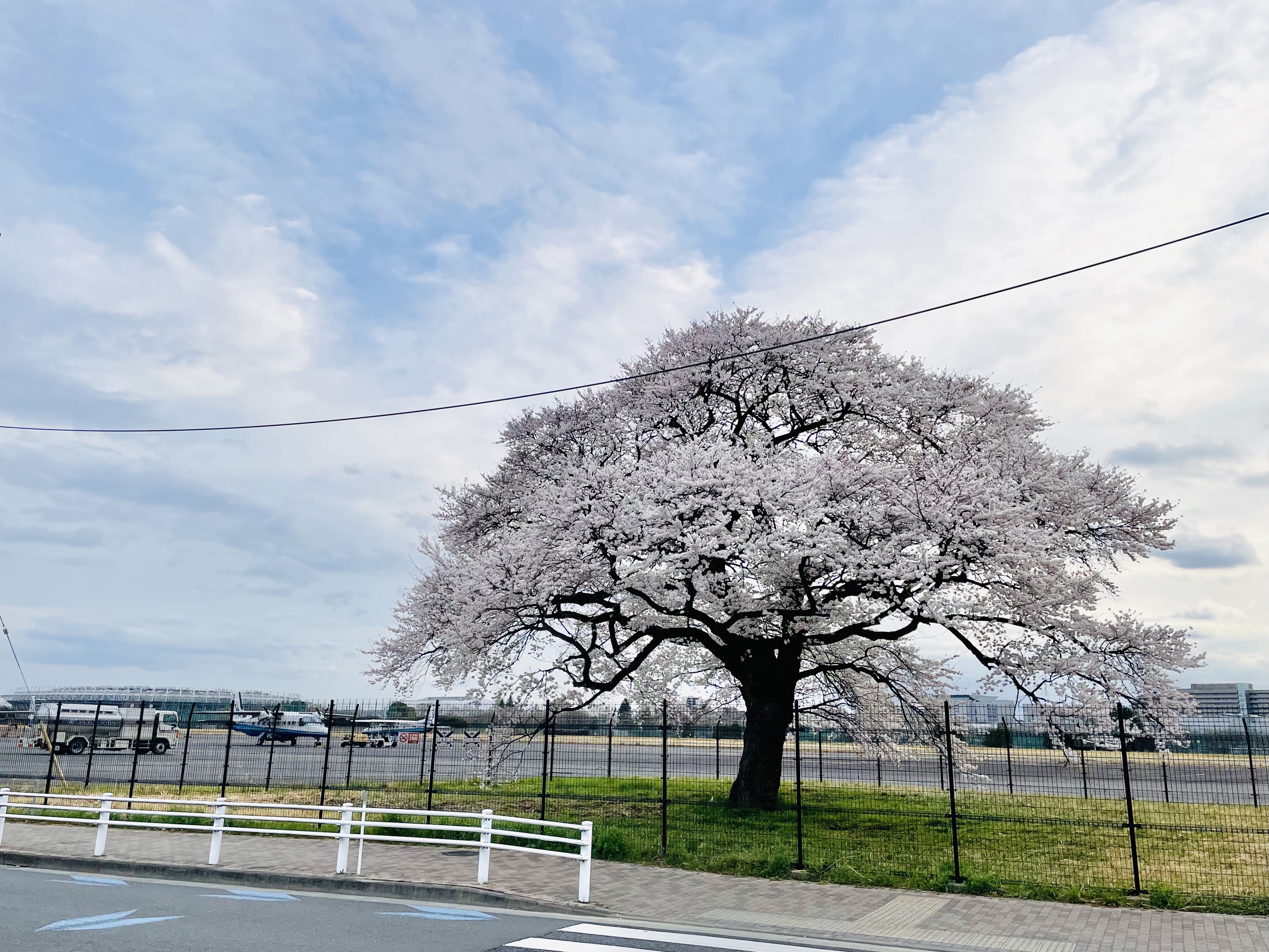 調布飛行場の桜