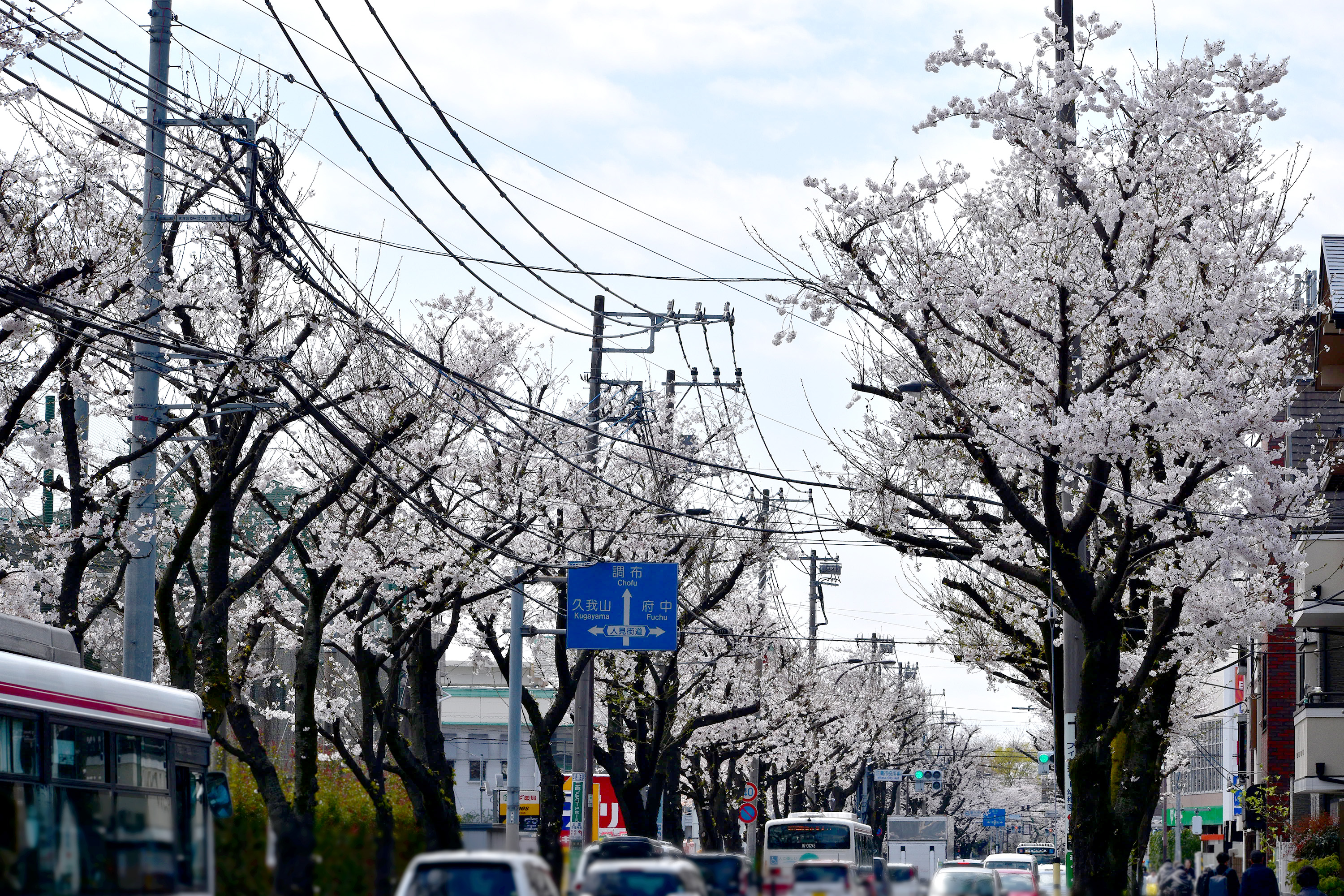 三鷹通りの桜並木