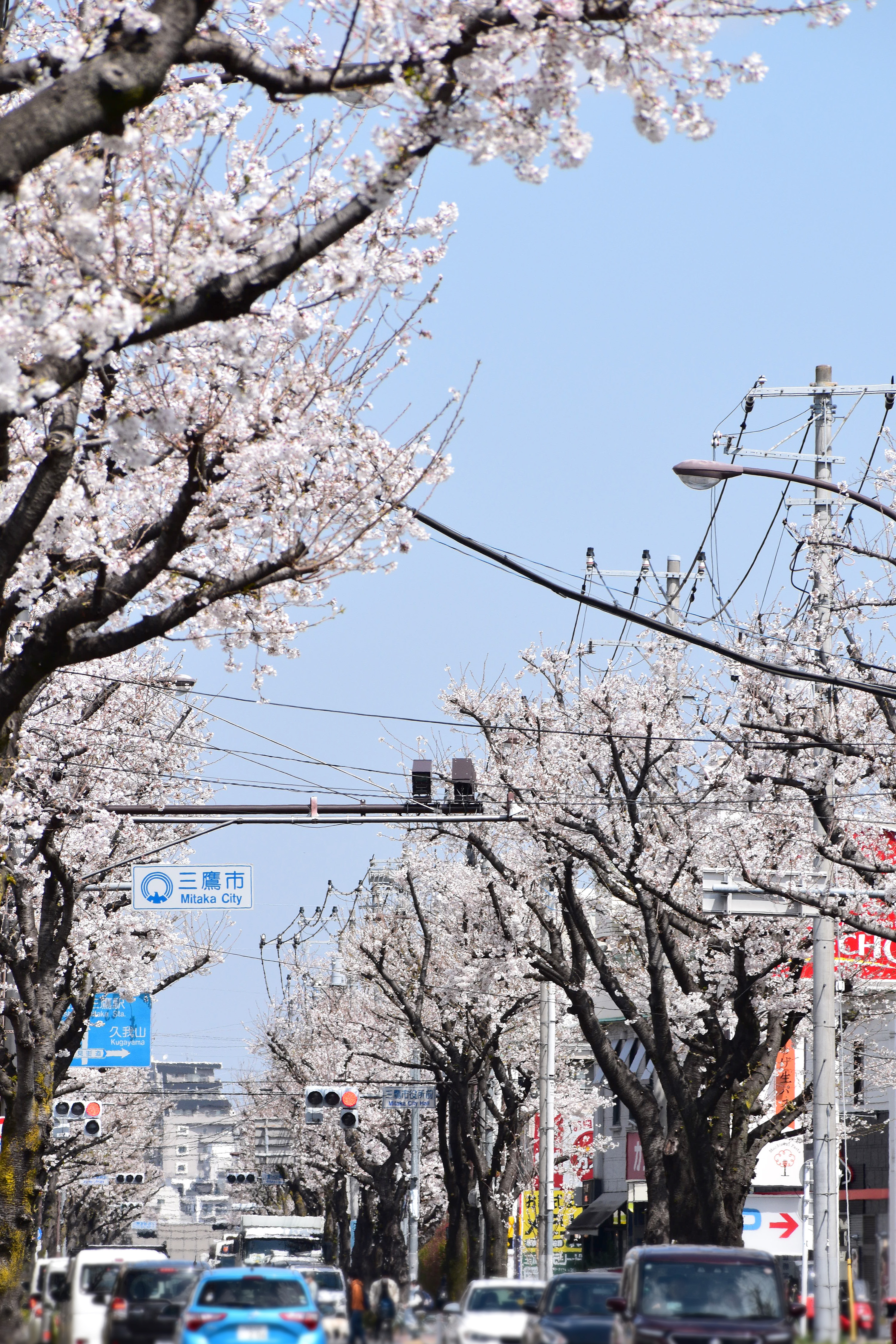 三鷹通りの桜並木