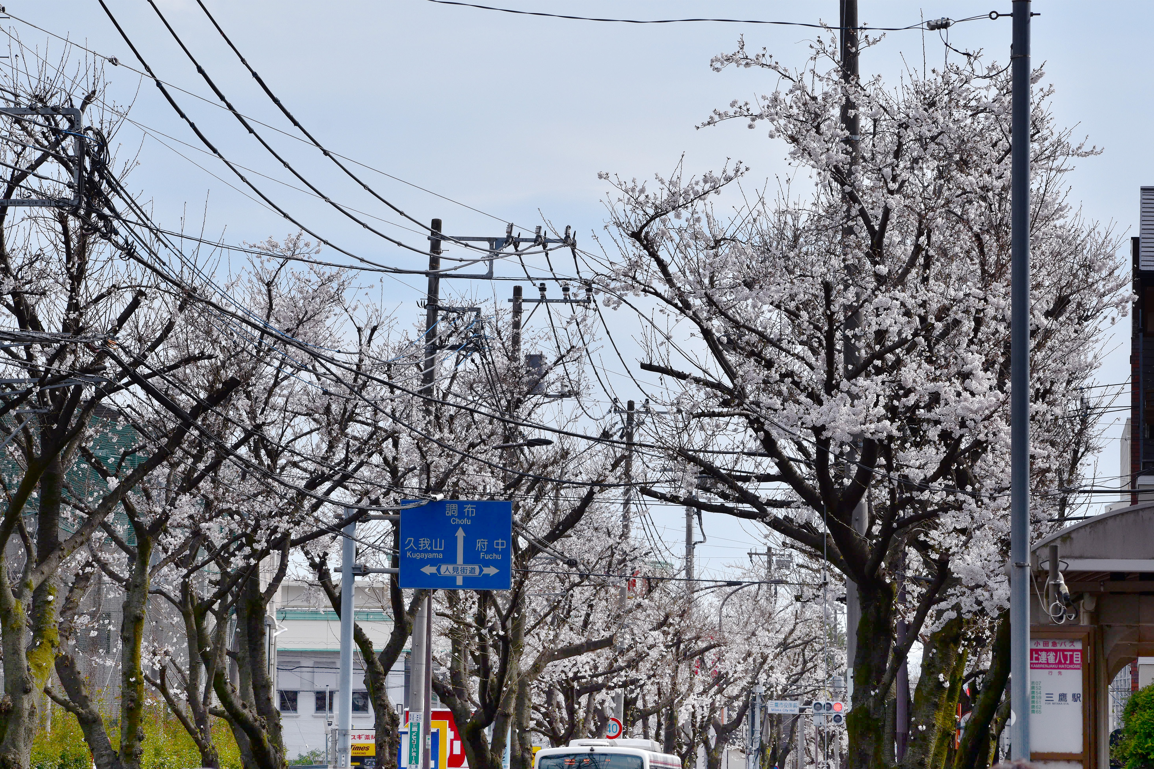 三鷹通りの桜