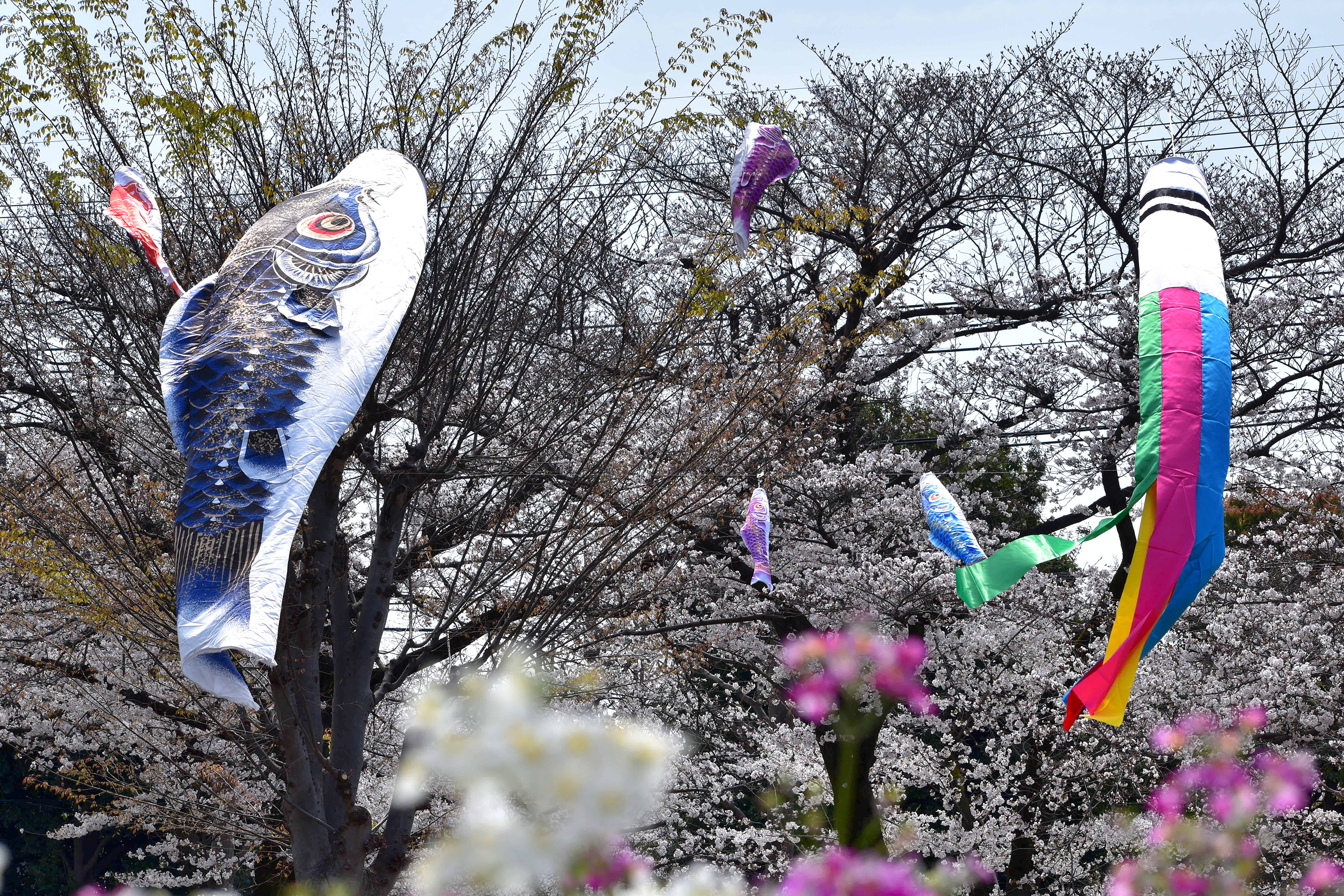 農業公園の桜とこいのぼり