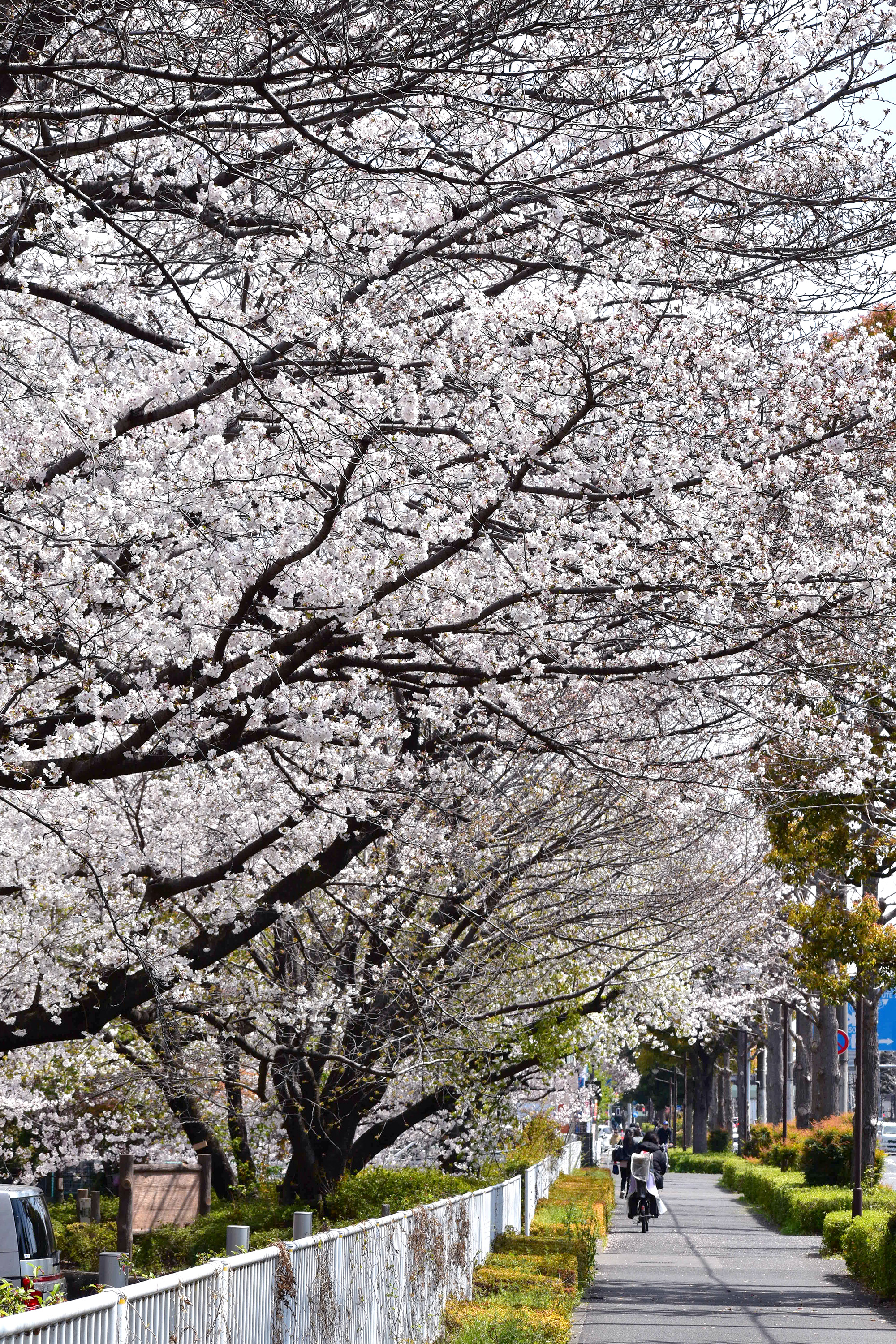 農業公園の桜