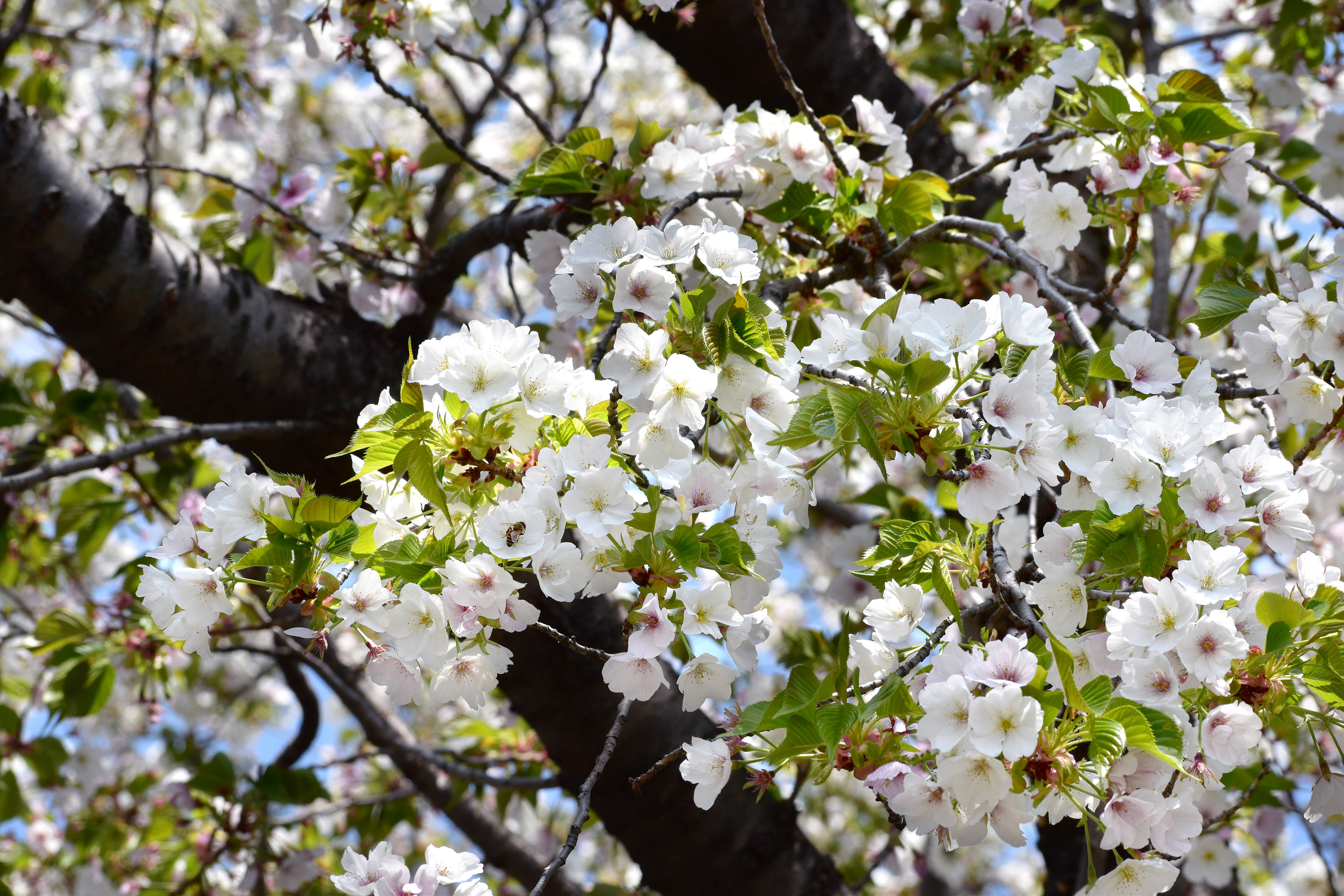 農業公園の桜