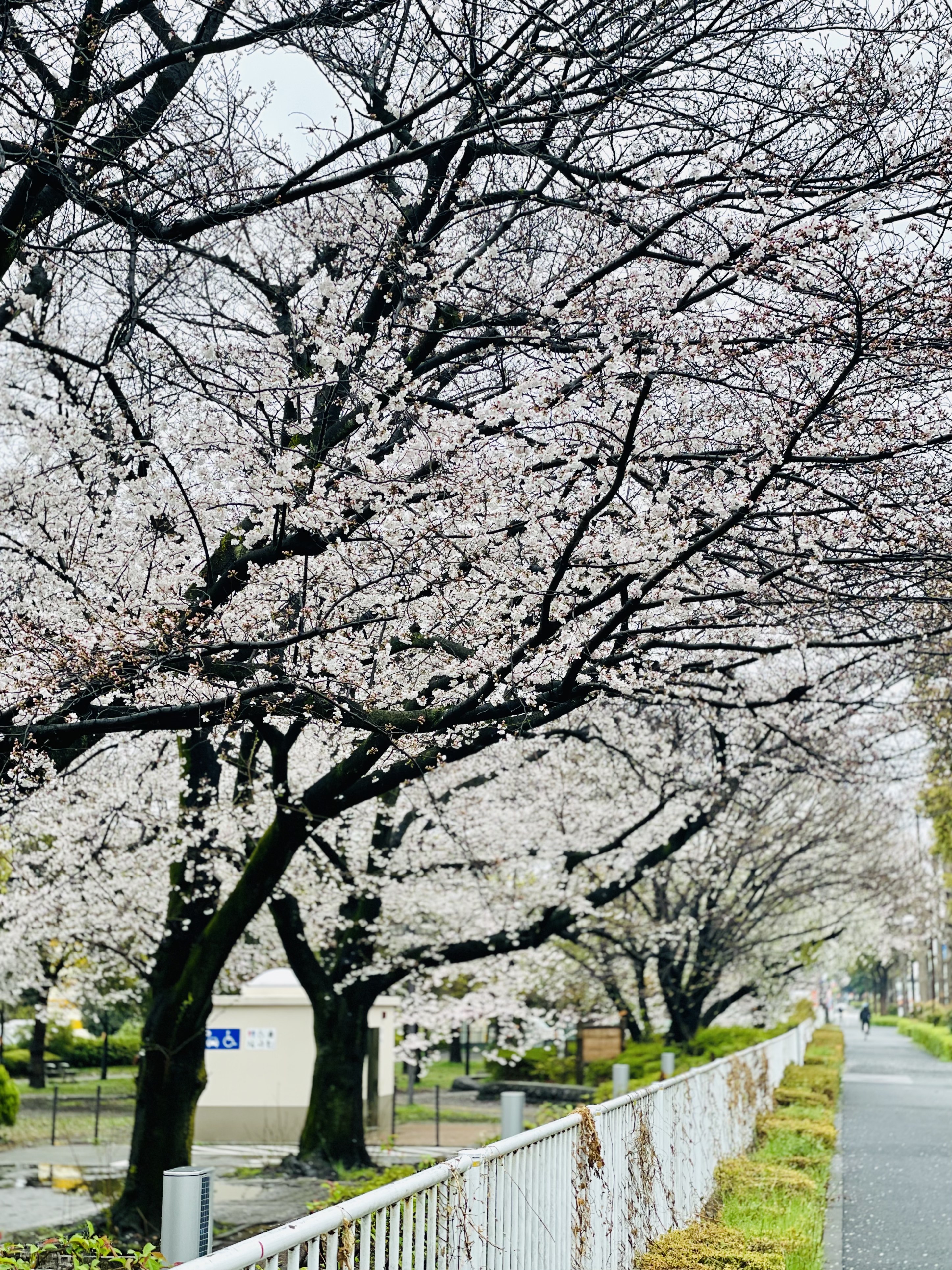 三鷹市農業公園の桜