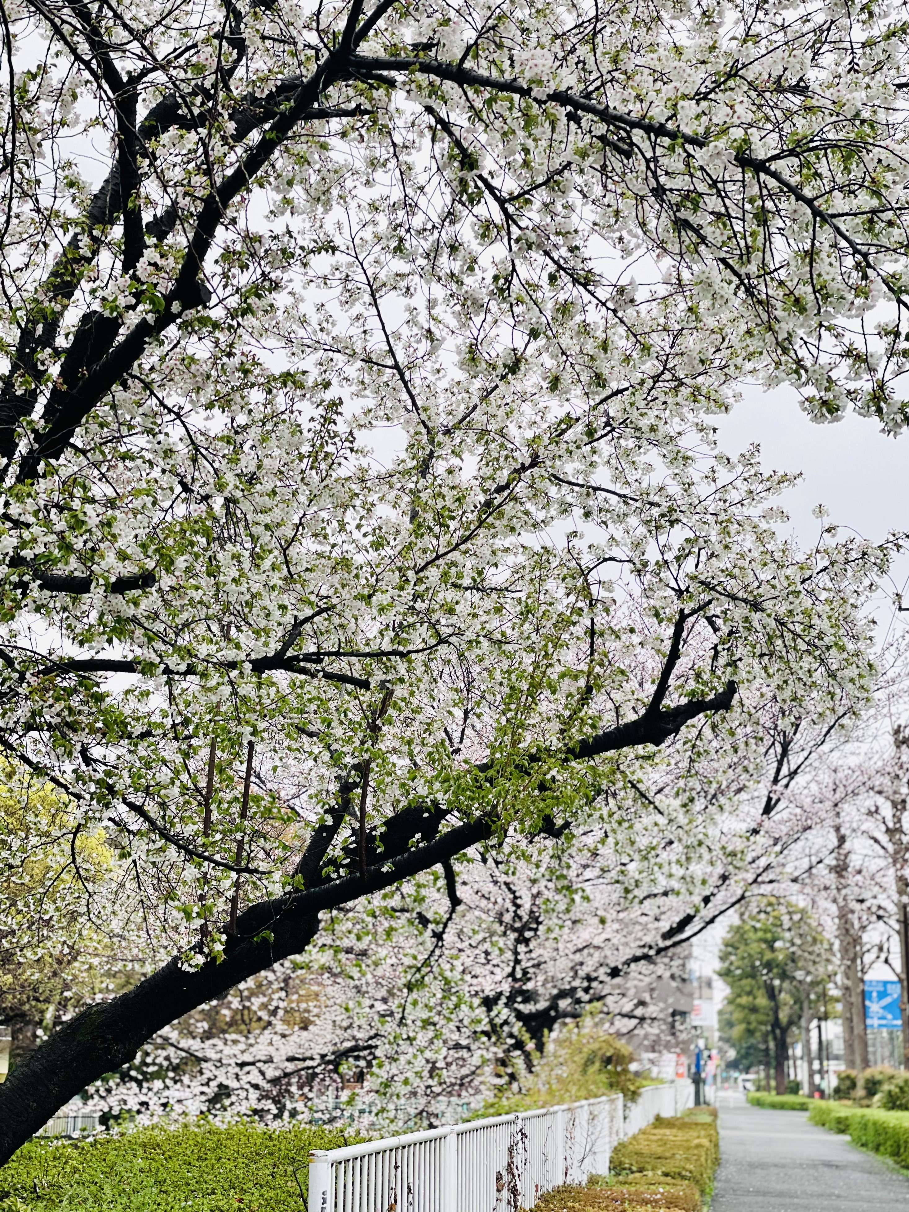 三鷹市農業公園の桜