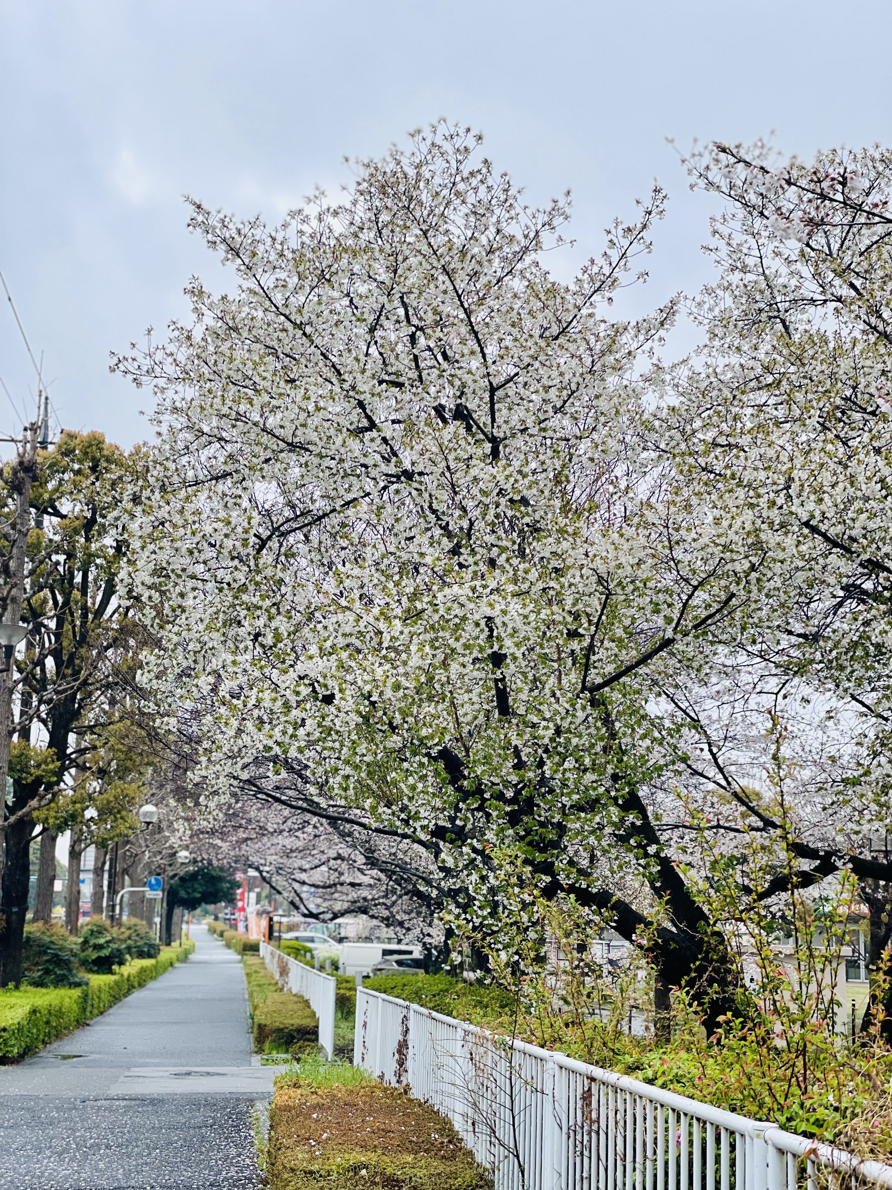 三鷹市農業公園の桜