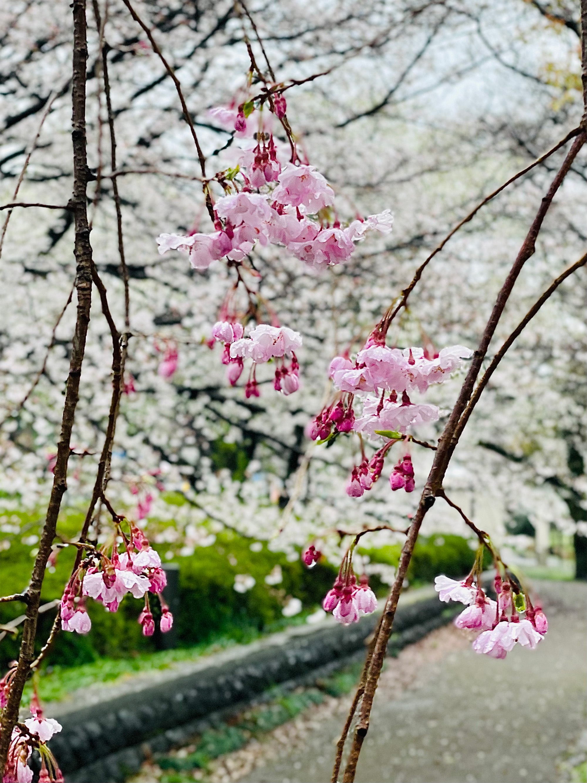 三鷹市農業公園のシダレザクラ