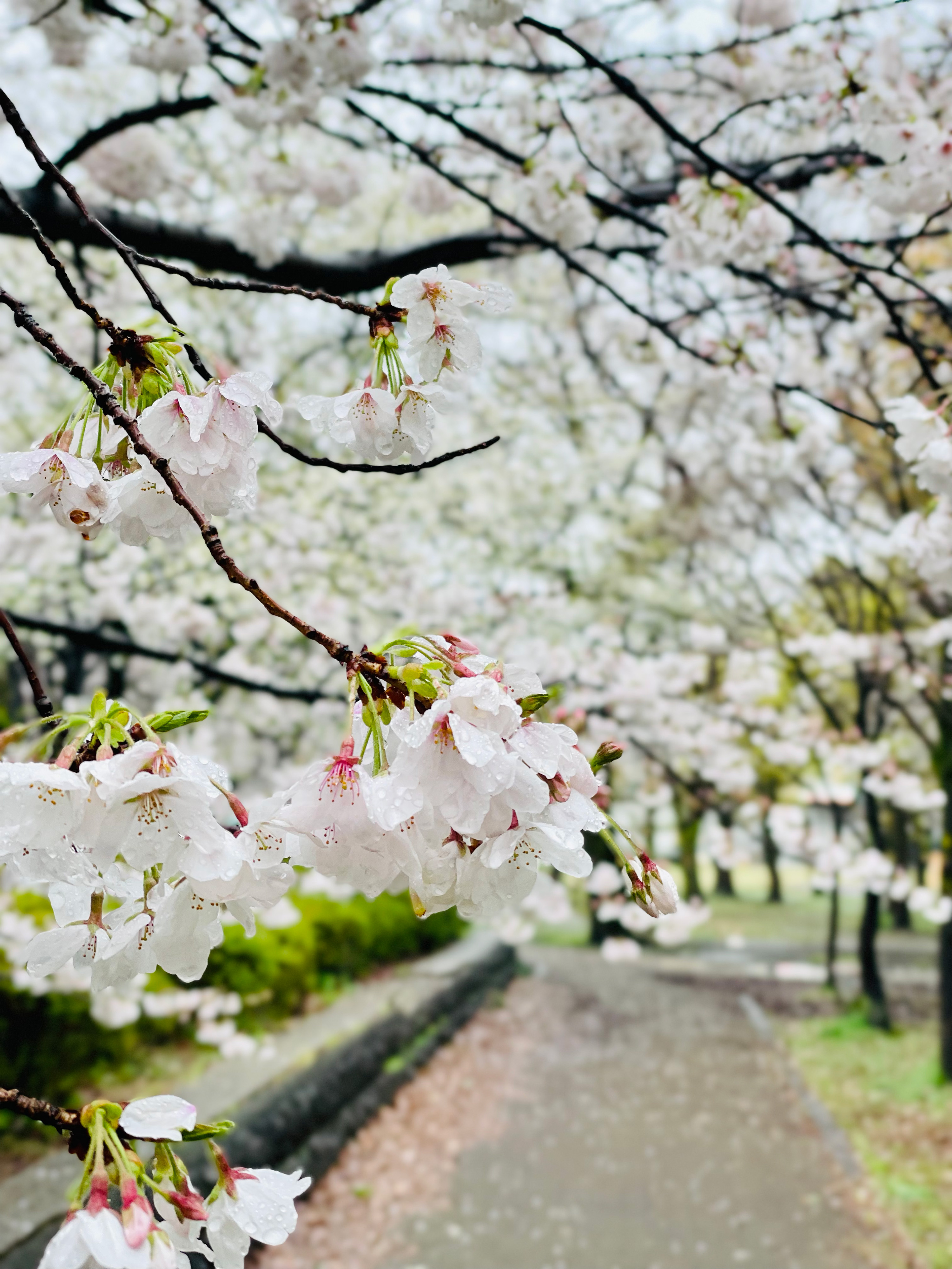 三鷹市農業公園のソメイヨシノ