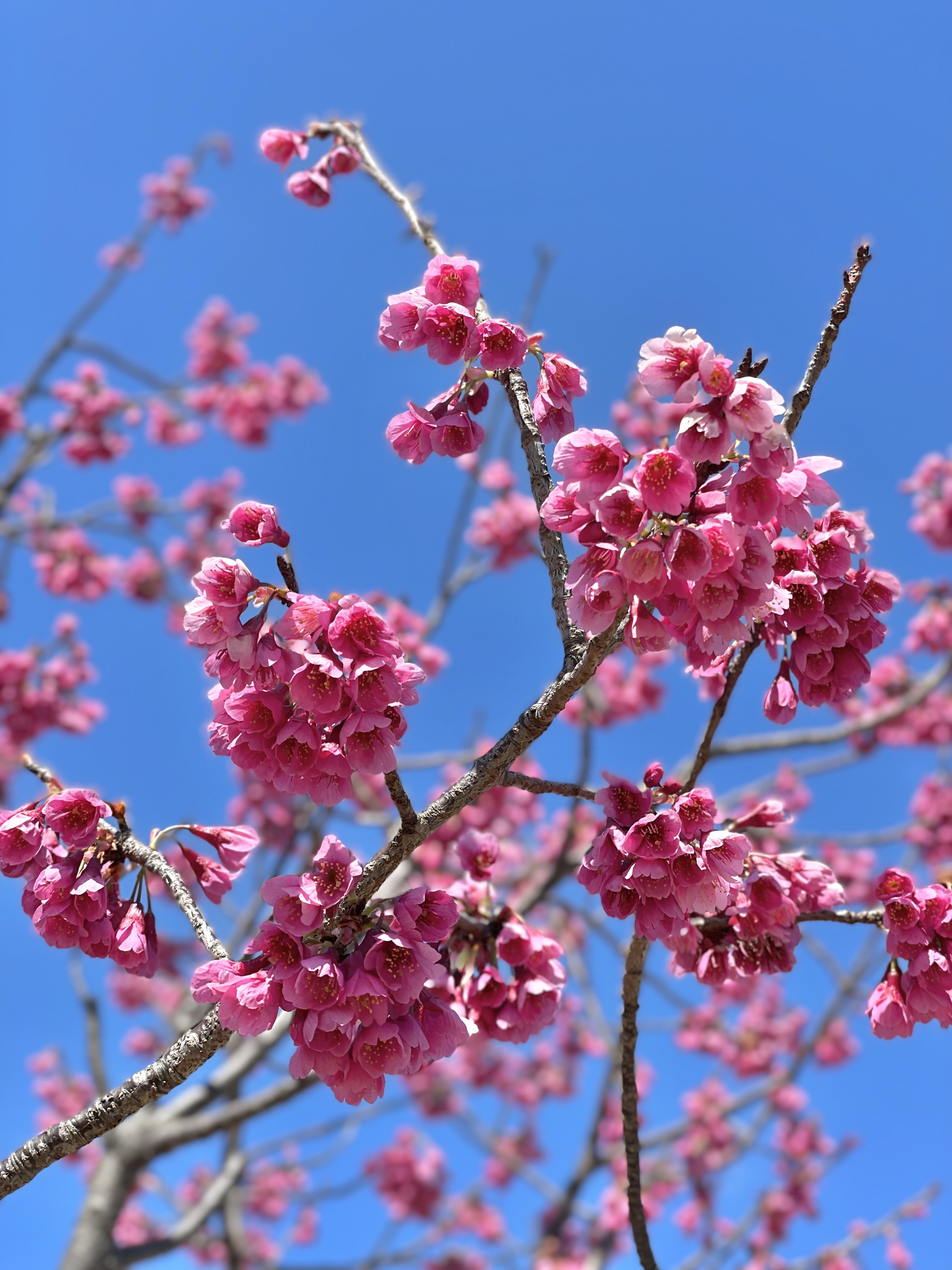 三鷹中央防災公園のカンヒザクラ