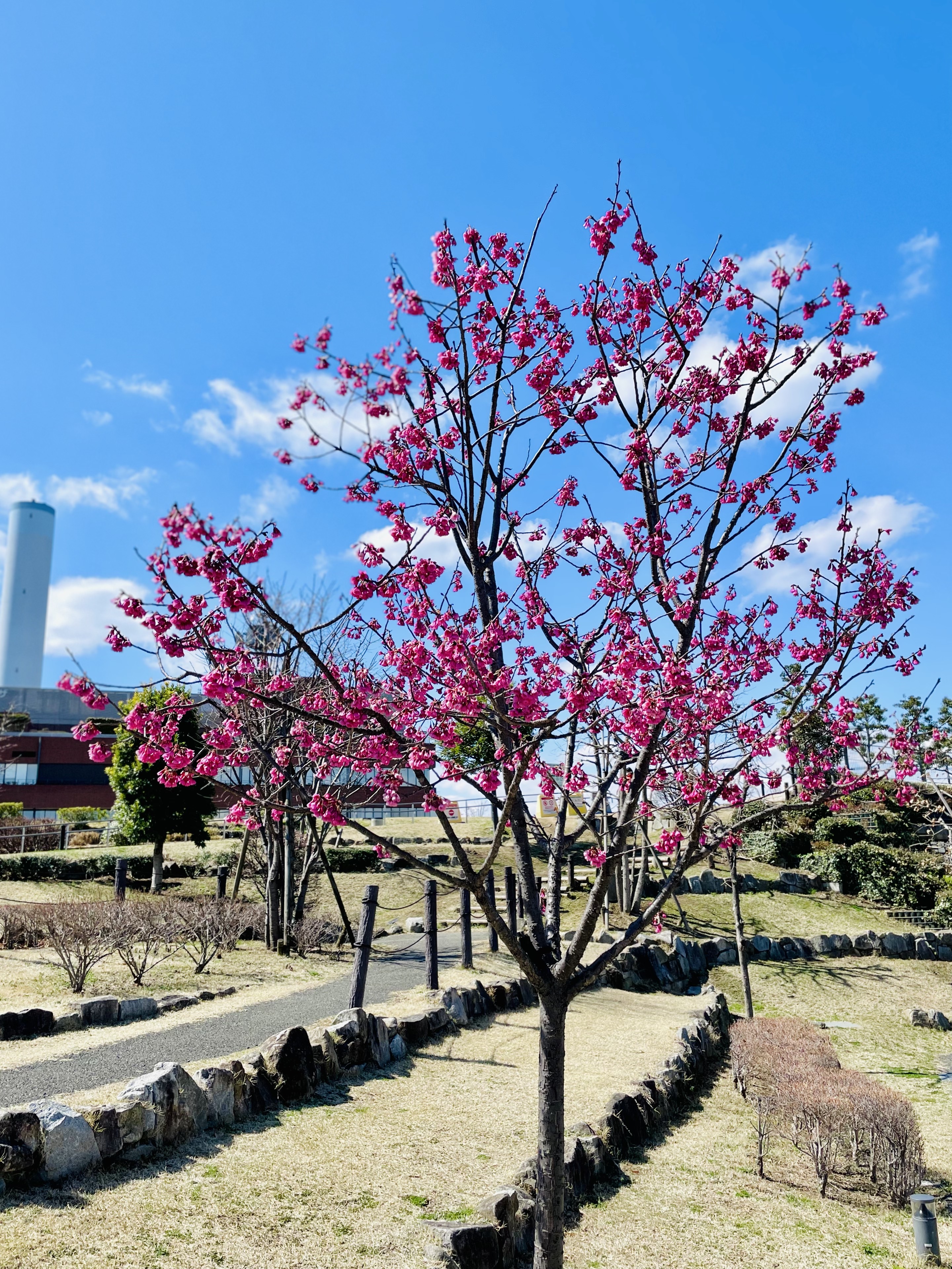 三鷹中央防災公園のカンヒザクラ