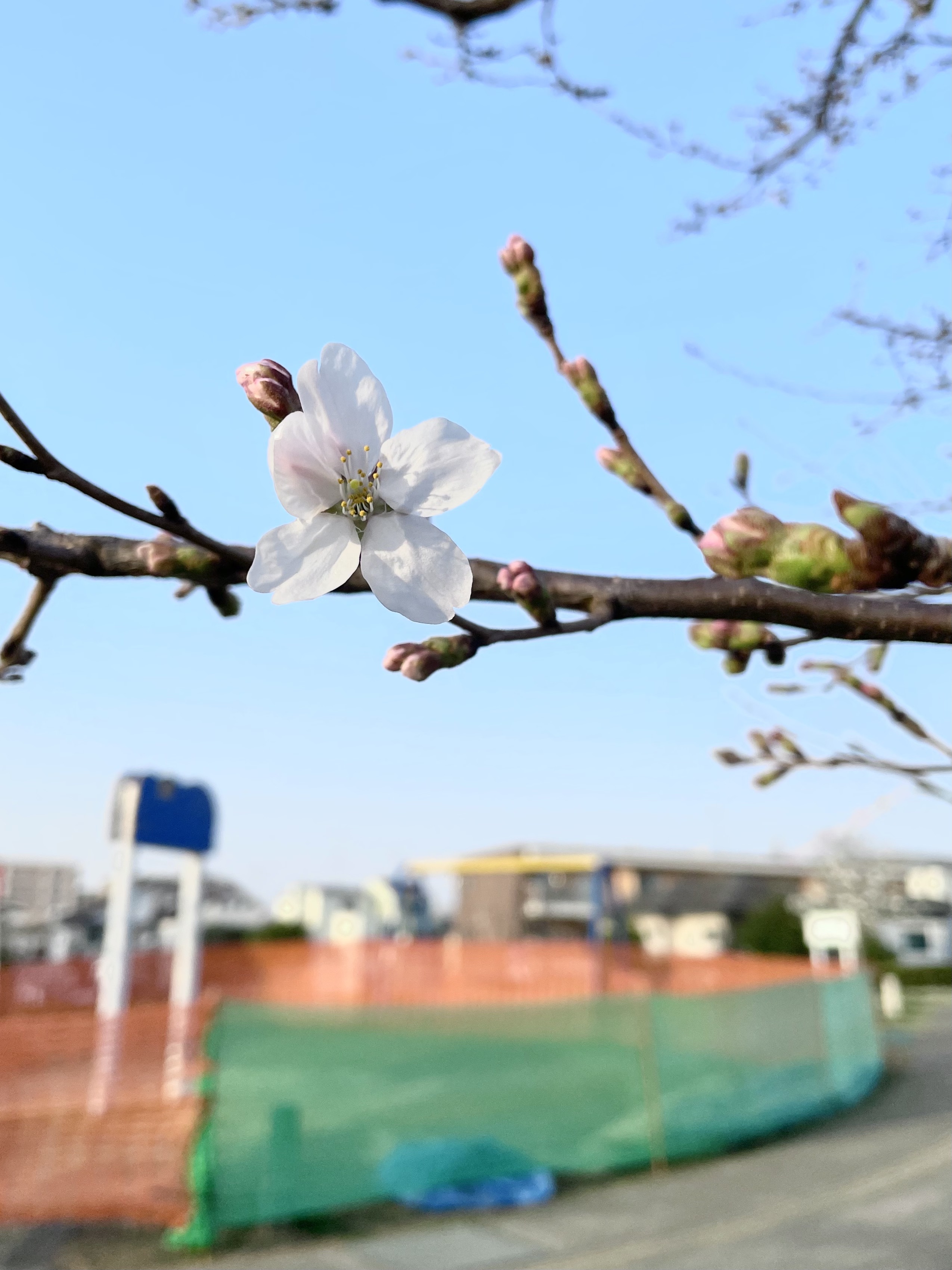 三鷹中央防災公園のソメイヨシノ